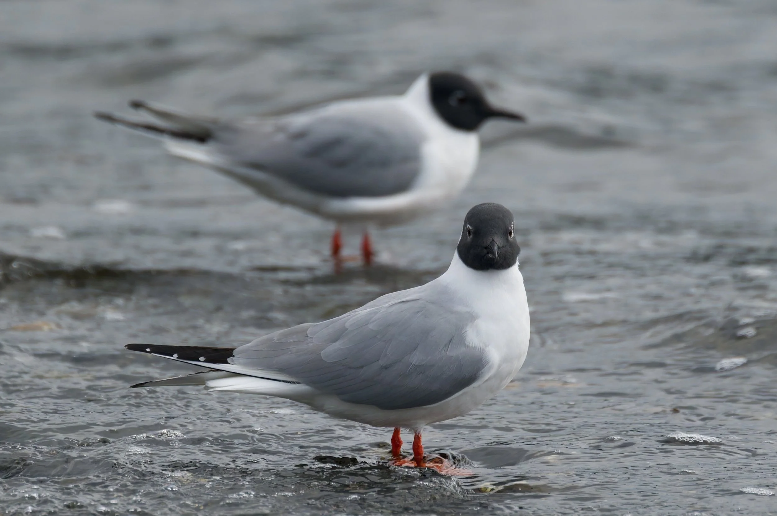 Bonaparte's Gull DSC_3728-DxO_DeepPRIME 3_resize.jpg