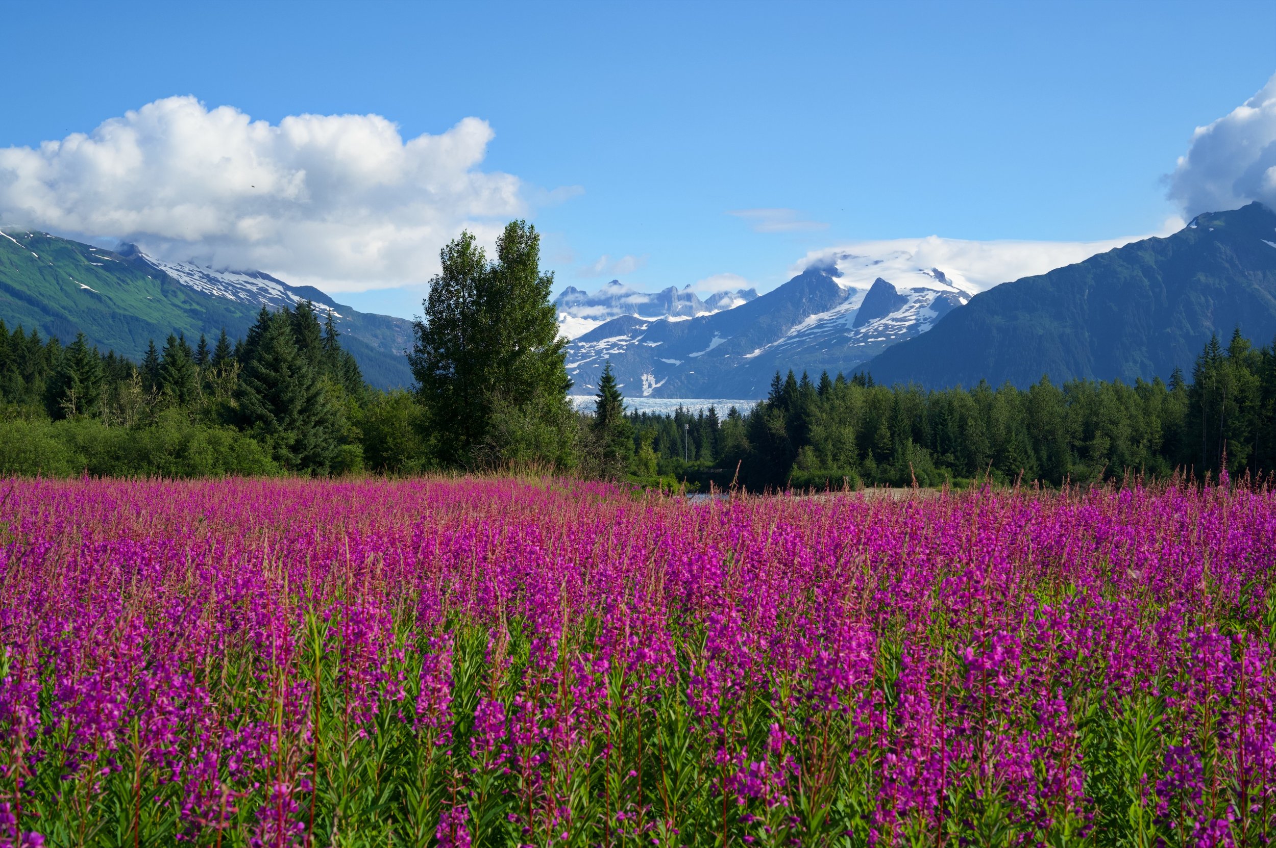 Fireweed NEF 50_resize.jpg