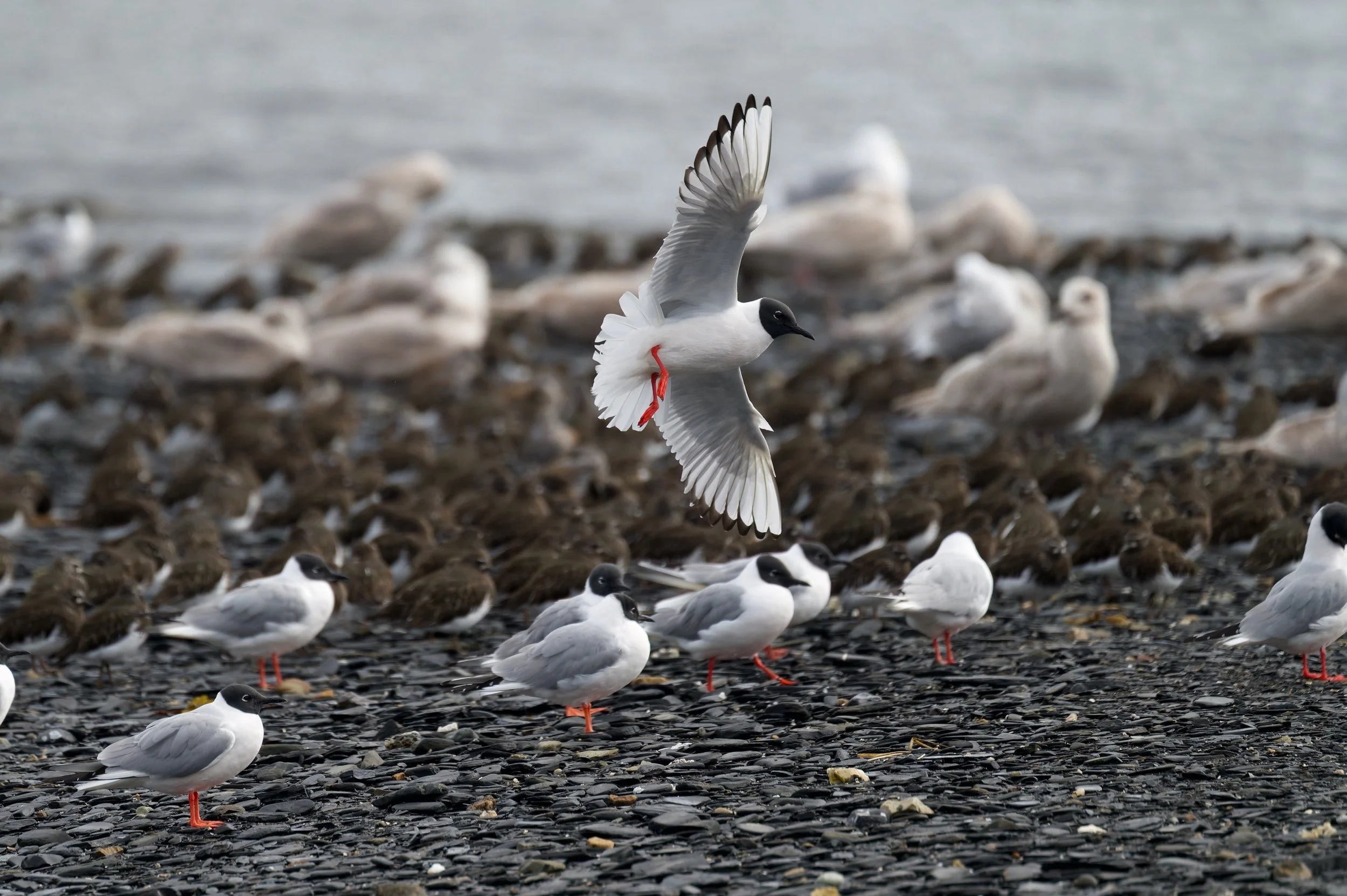 Bonaparte's Gull DSC_3597-DxO_DeepPRIME 3_resize.jpg