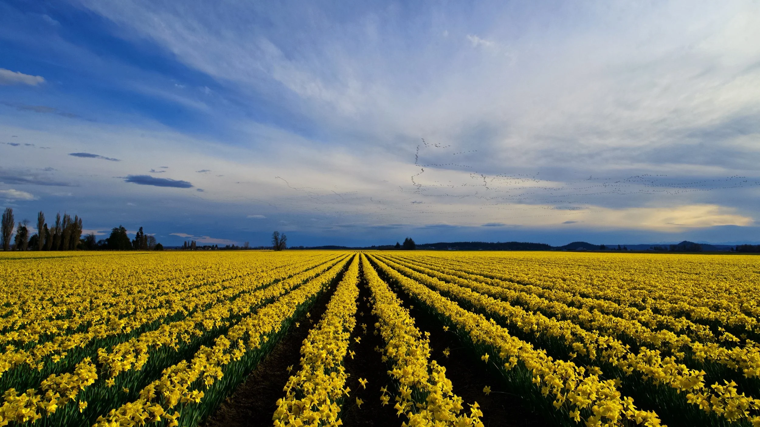 Dafodils & Birds 2 Z62_5824_resize.jpg