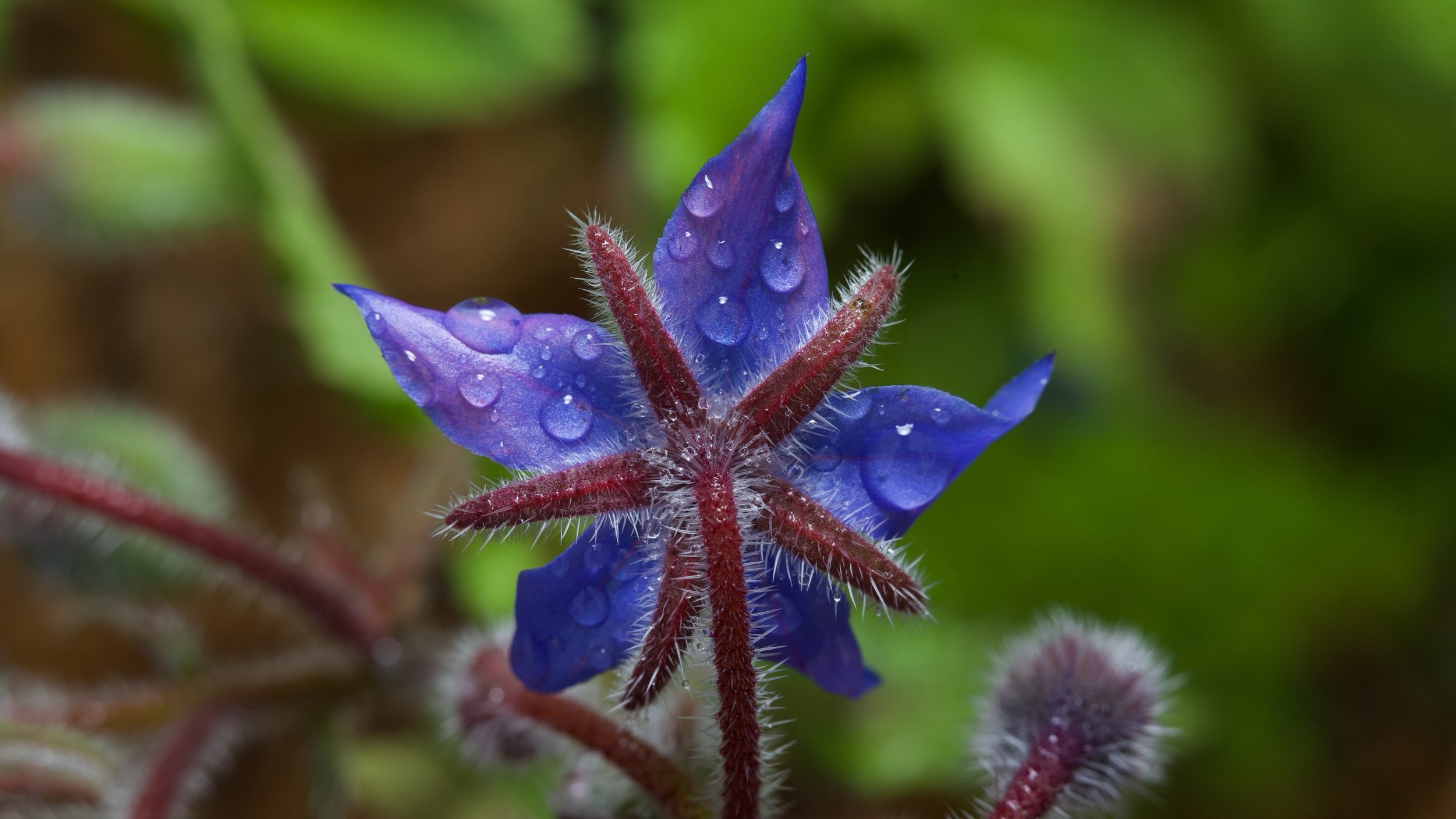Borage 1 Z62_8931_resize.jpg