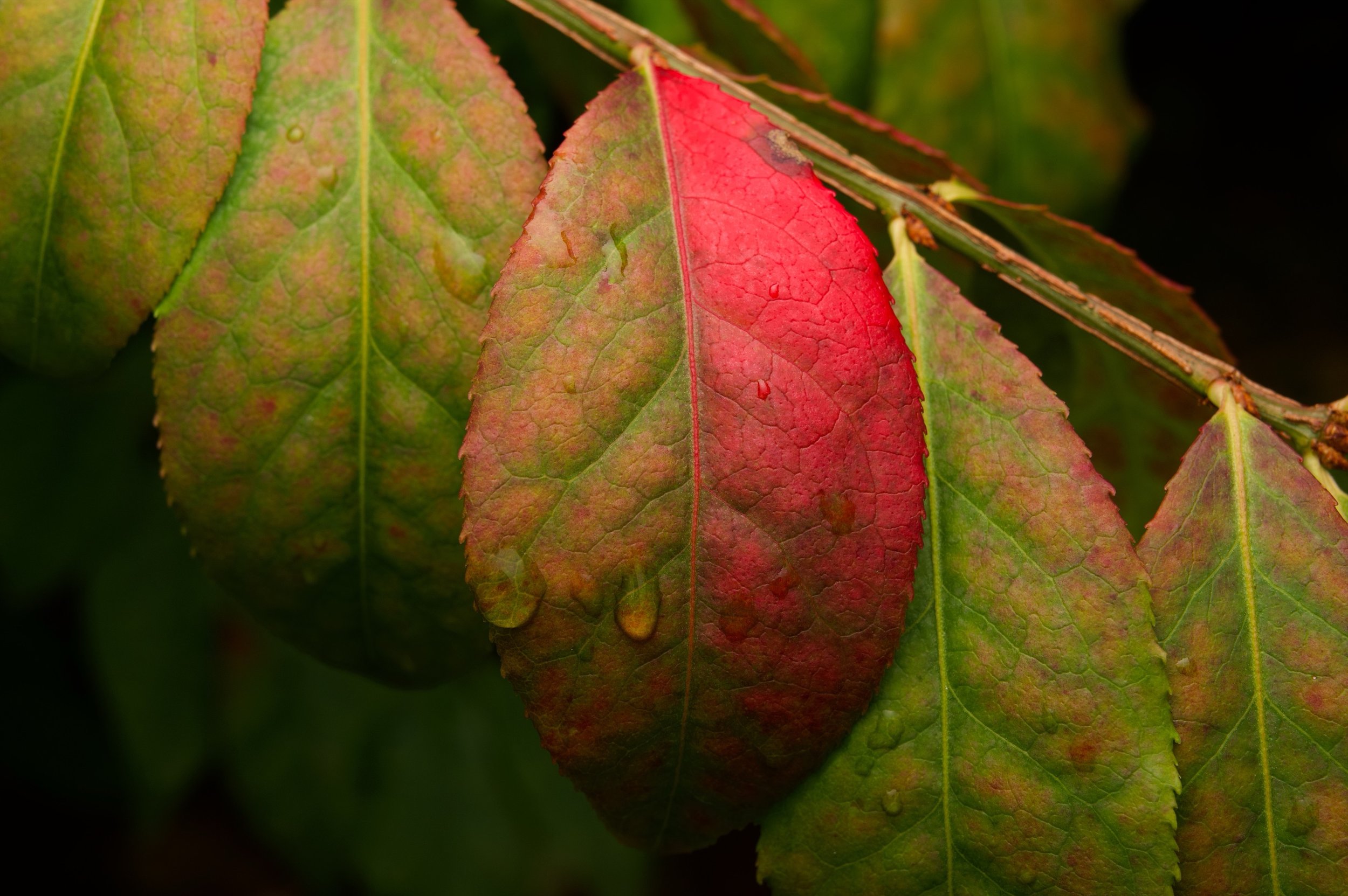 Changes Z62_9634_resize.jpg