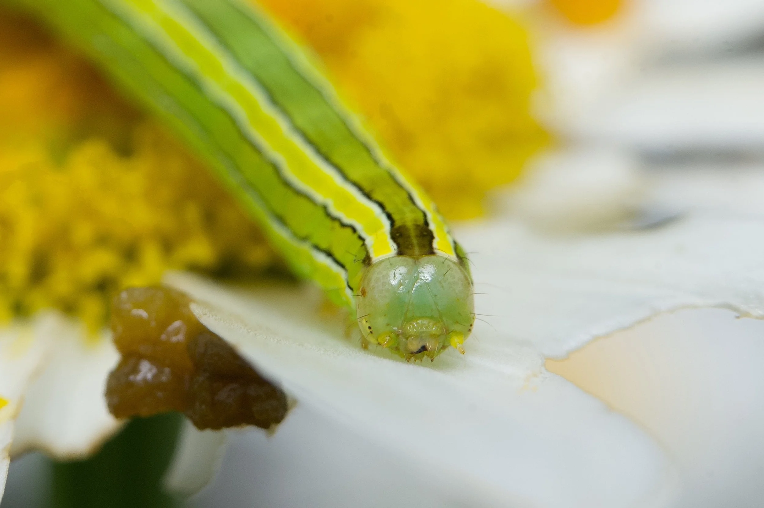 Catapillar 2 Z62_8898_resize.jpg