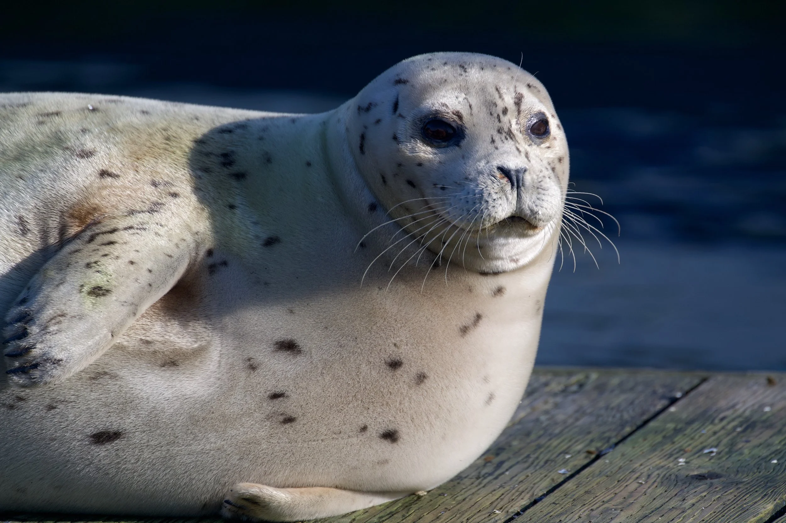 Sea Life