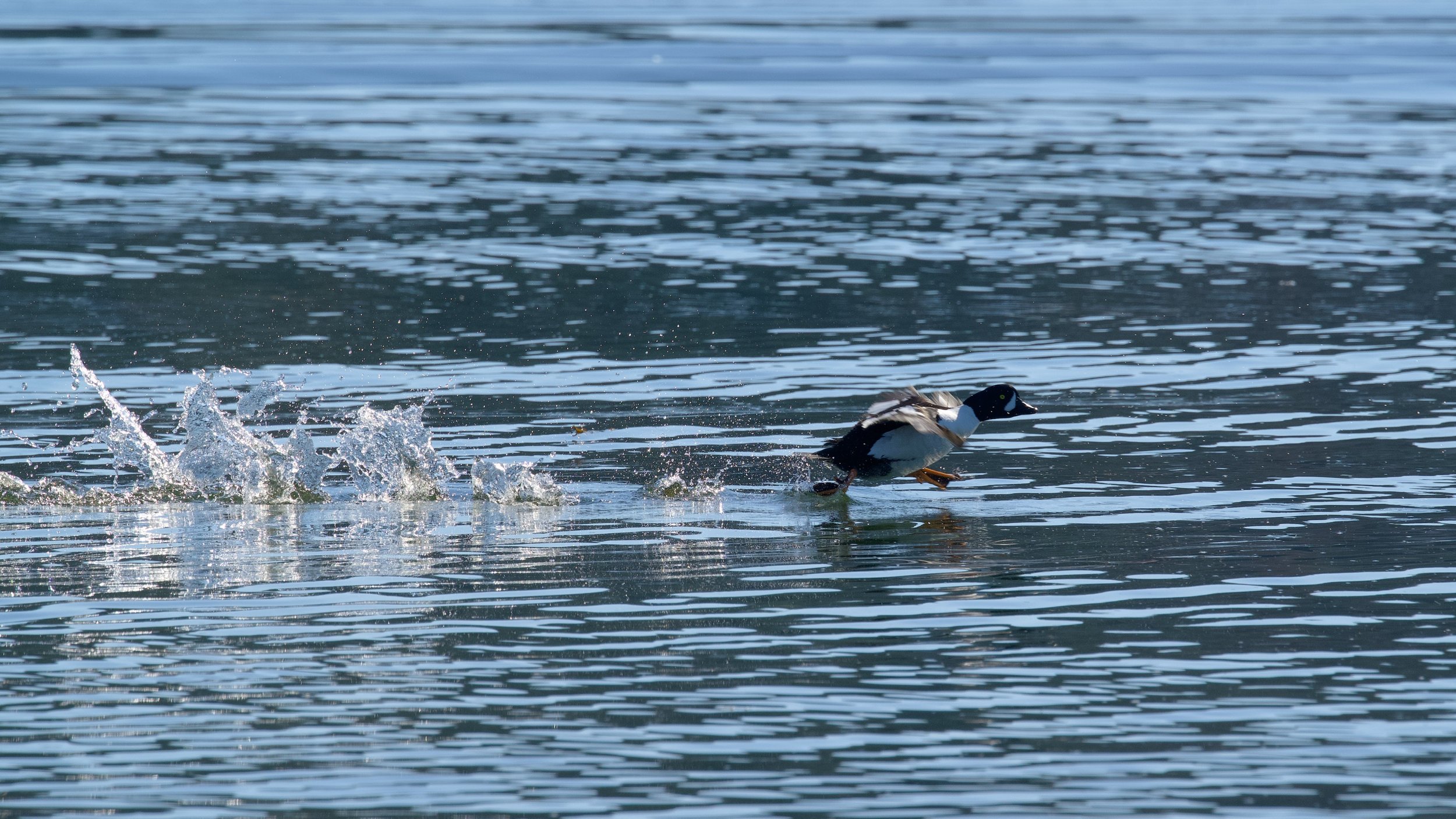 Goldeneye 3 DSC_5755_resize.jpg