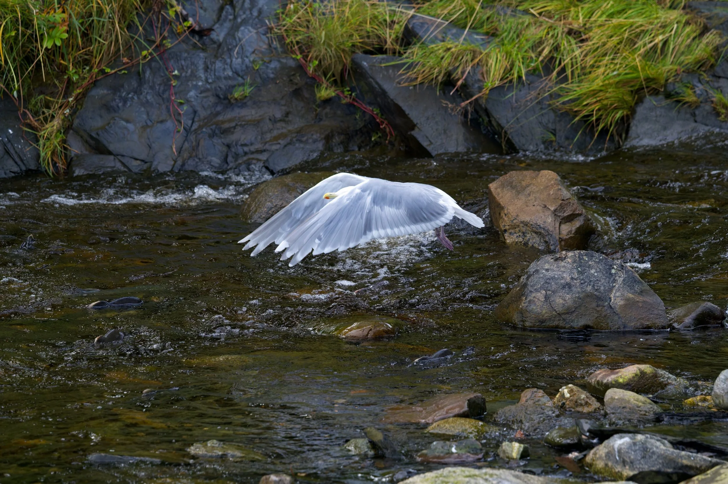 DSC_0028-DxO_DeepPRIME 3_resize.jpg