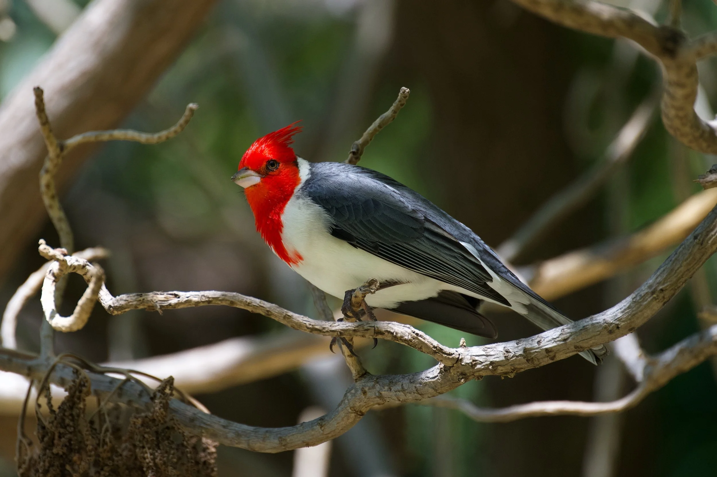 Song Birds