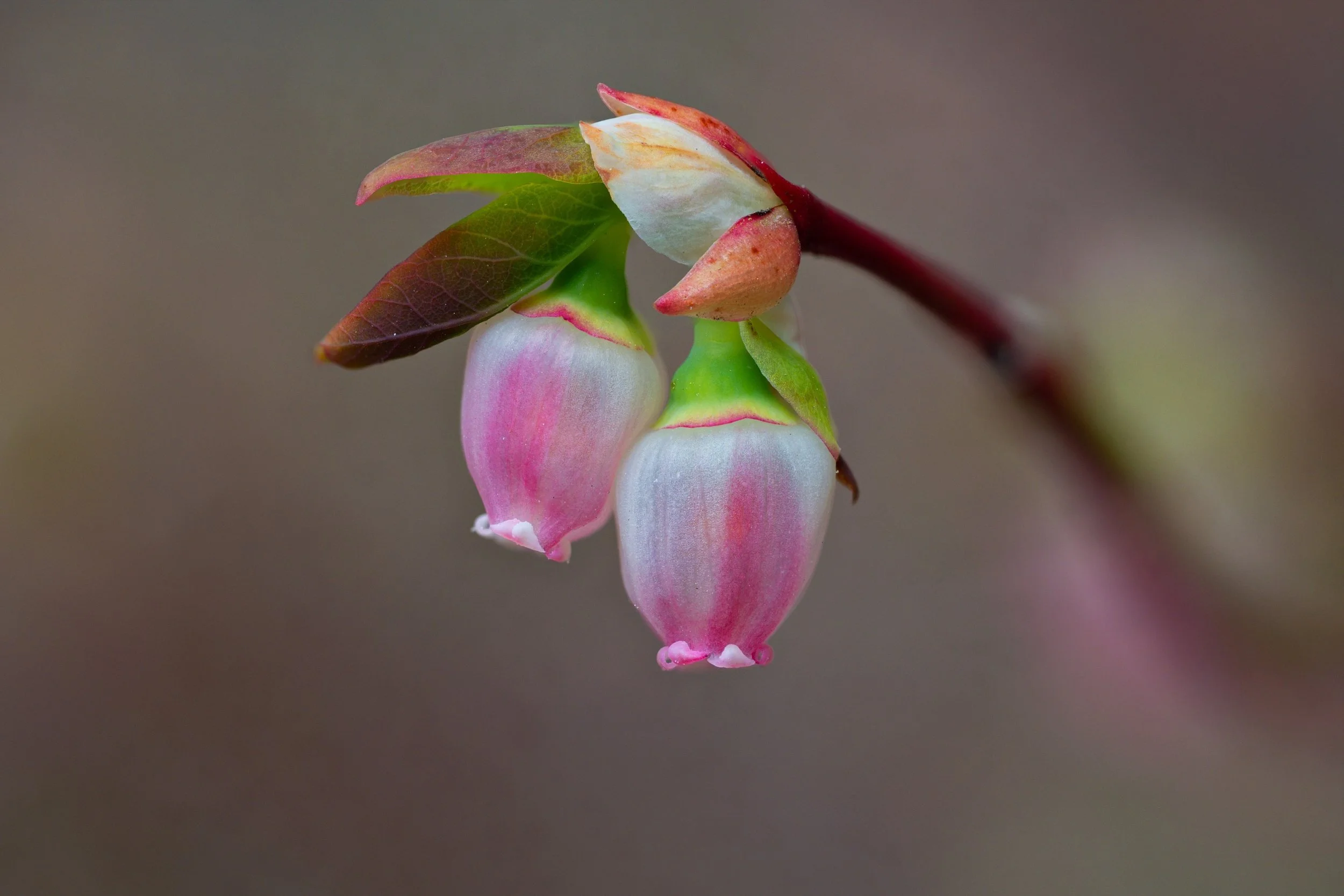 Spring Blueberry_resize.jpg