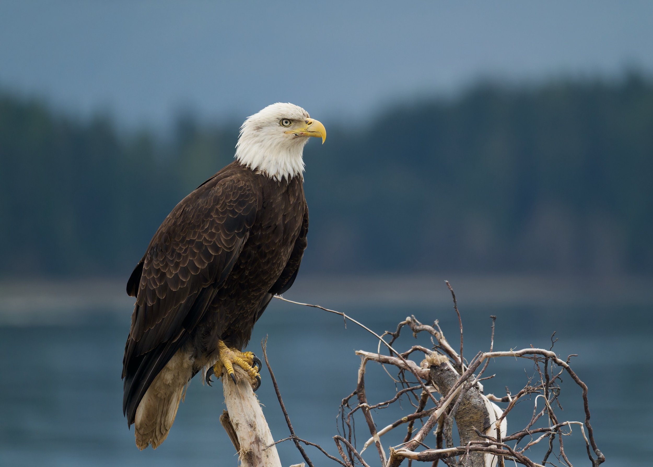 Bald Eagle DSC_4508-DxO_DeepPRIME 3_resize.jpg