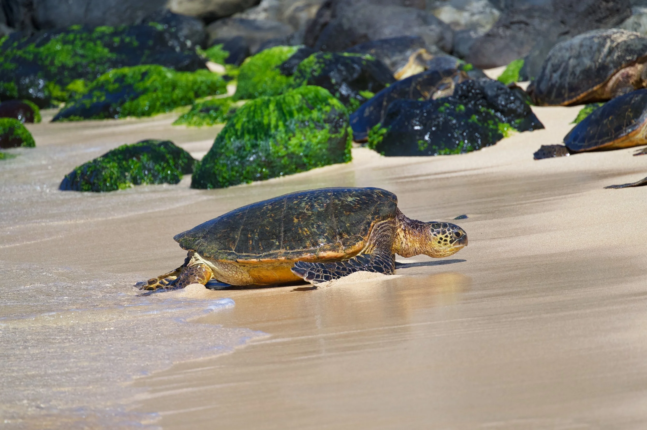 Turtle 3 Z62_3311_resize.jpg
