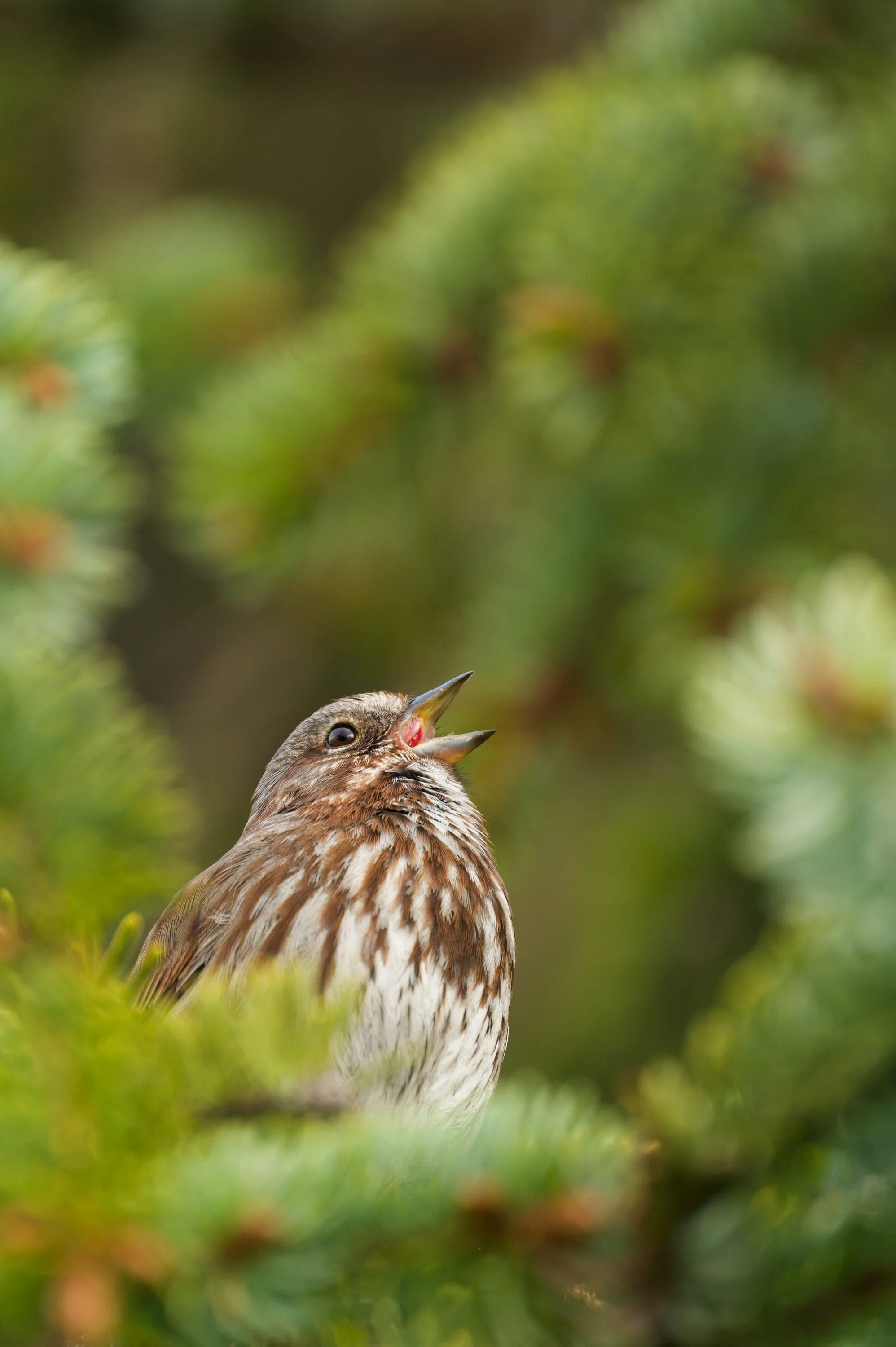 Song Sparrow DSC_4374-DxO_DeepPRIME 3_resize.jpg