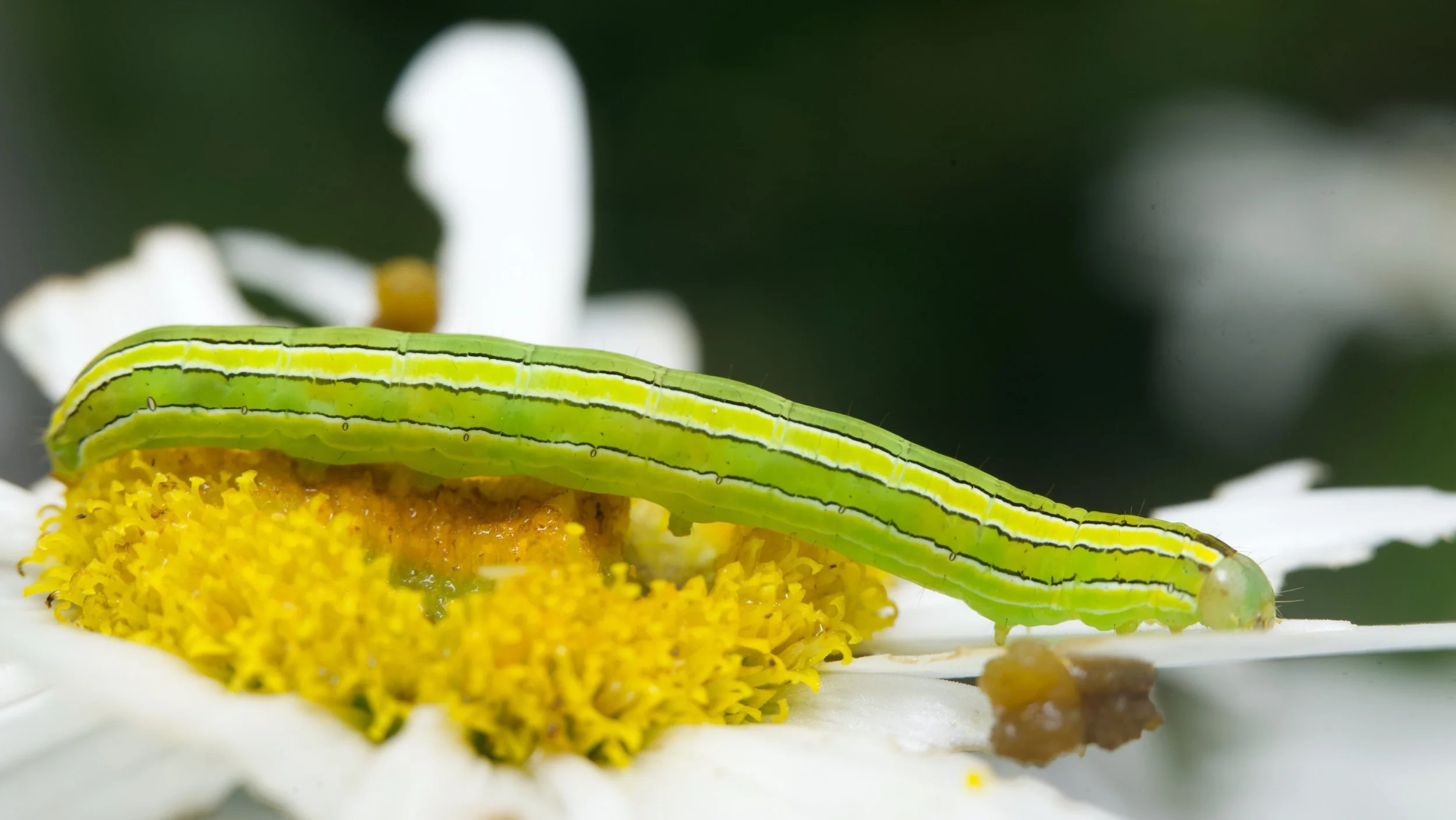 Catapiller Z62_8901_resize.jpg