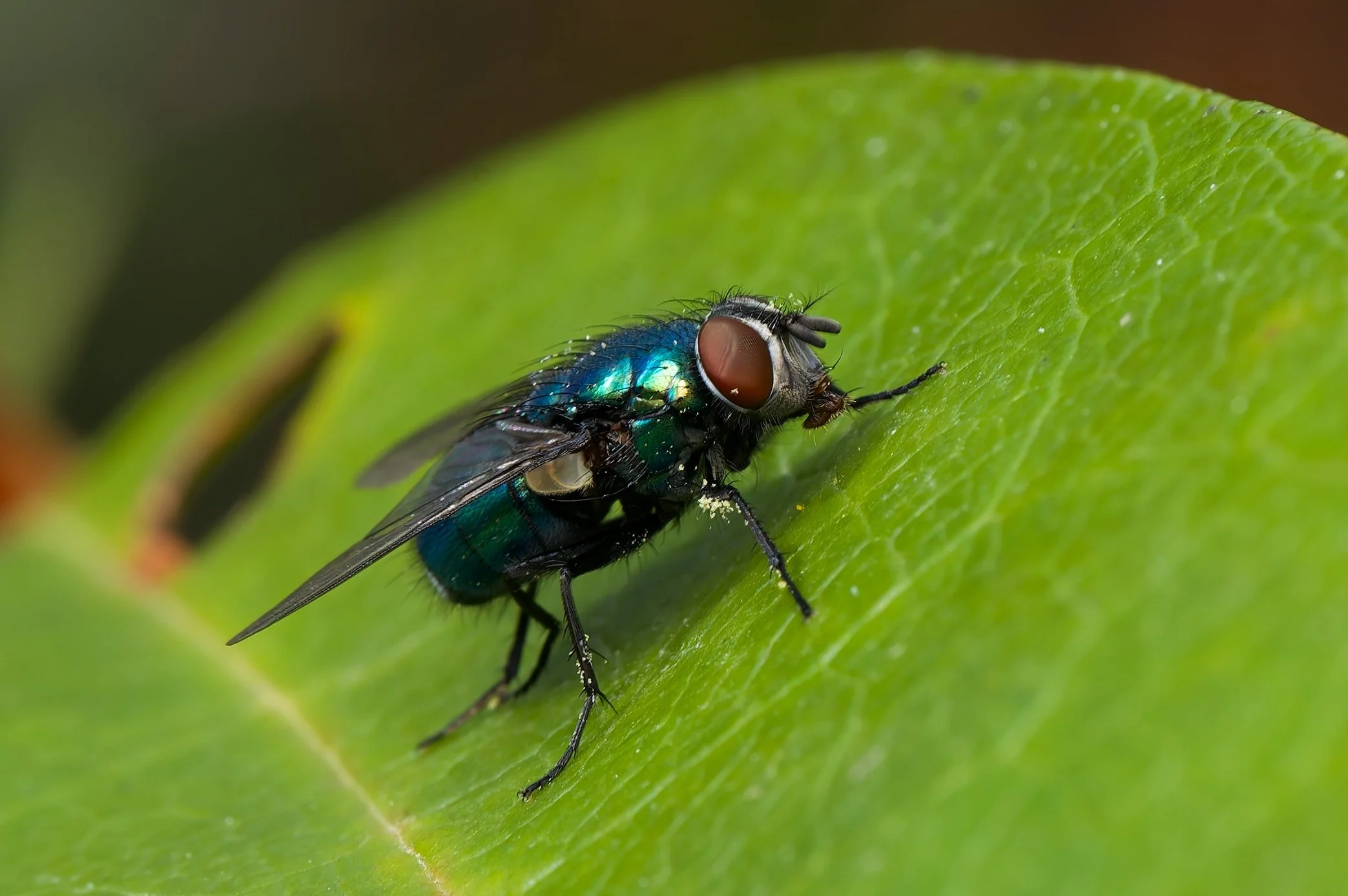 Macro
