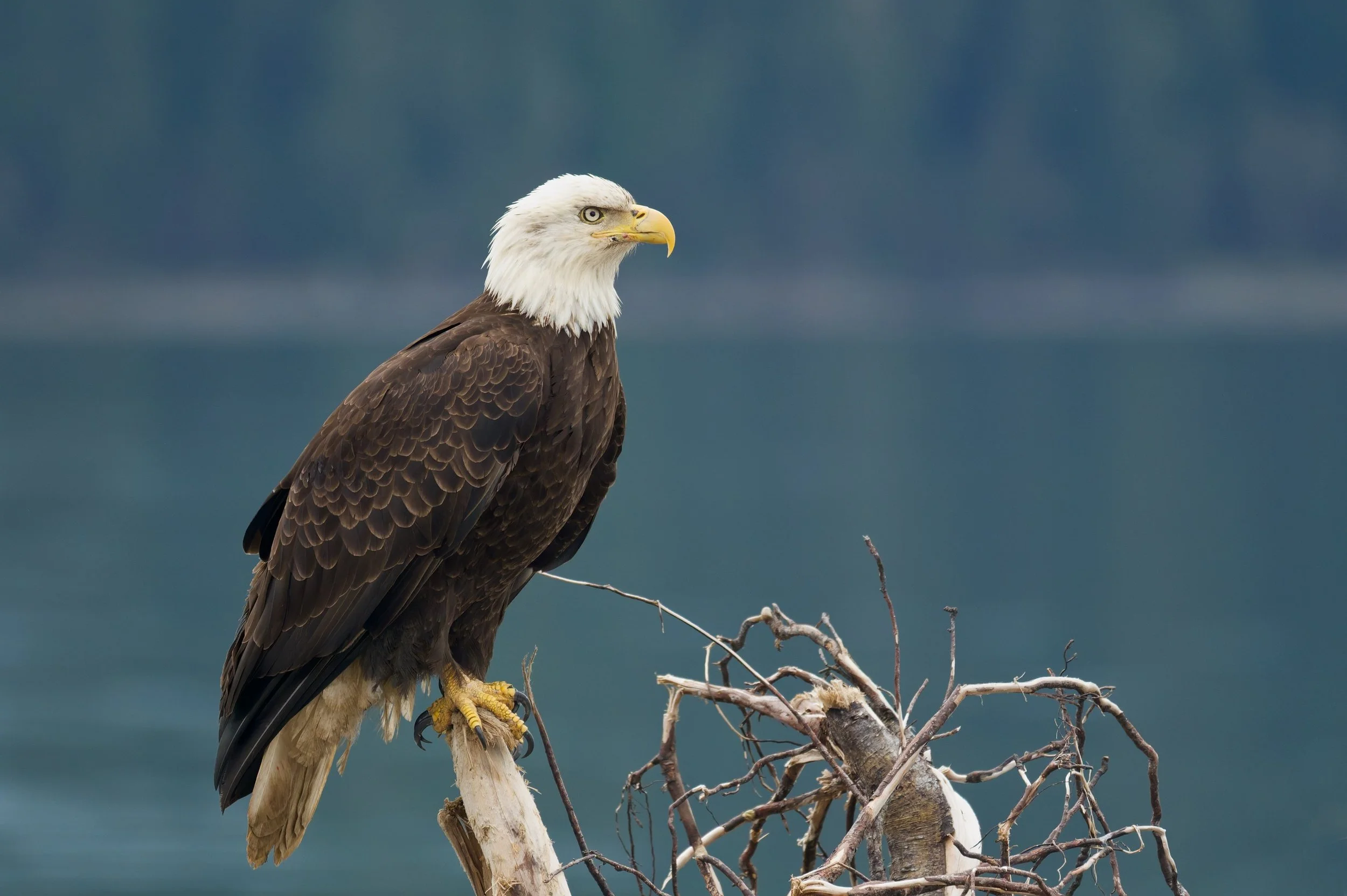 Bald Eagle DSC_4495-DxO_DeepPRIME 3_resize.jpg