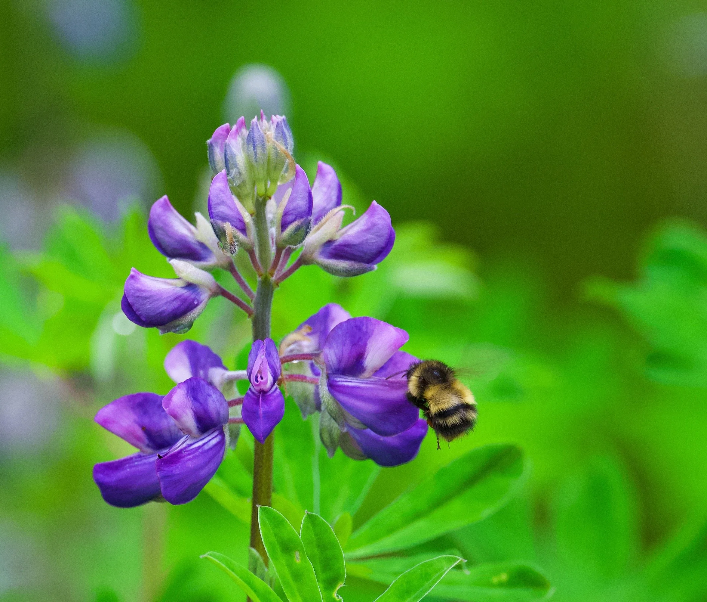 Lupin and Bee 4 Z62_8301_resize.jpg