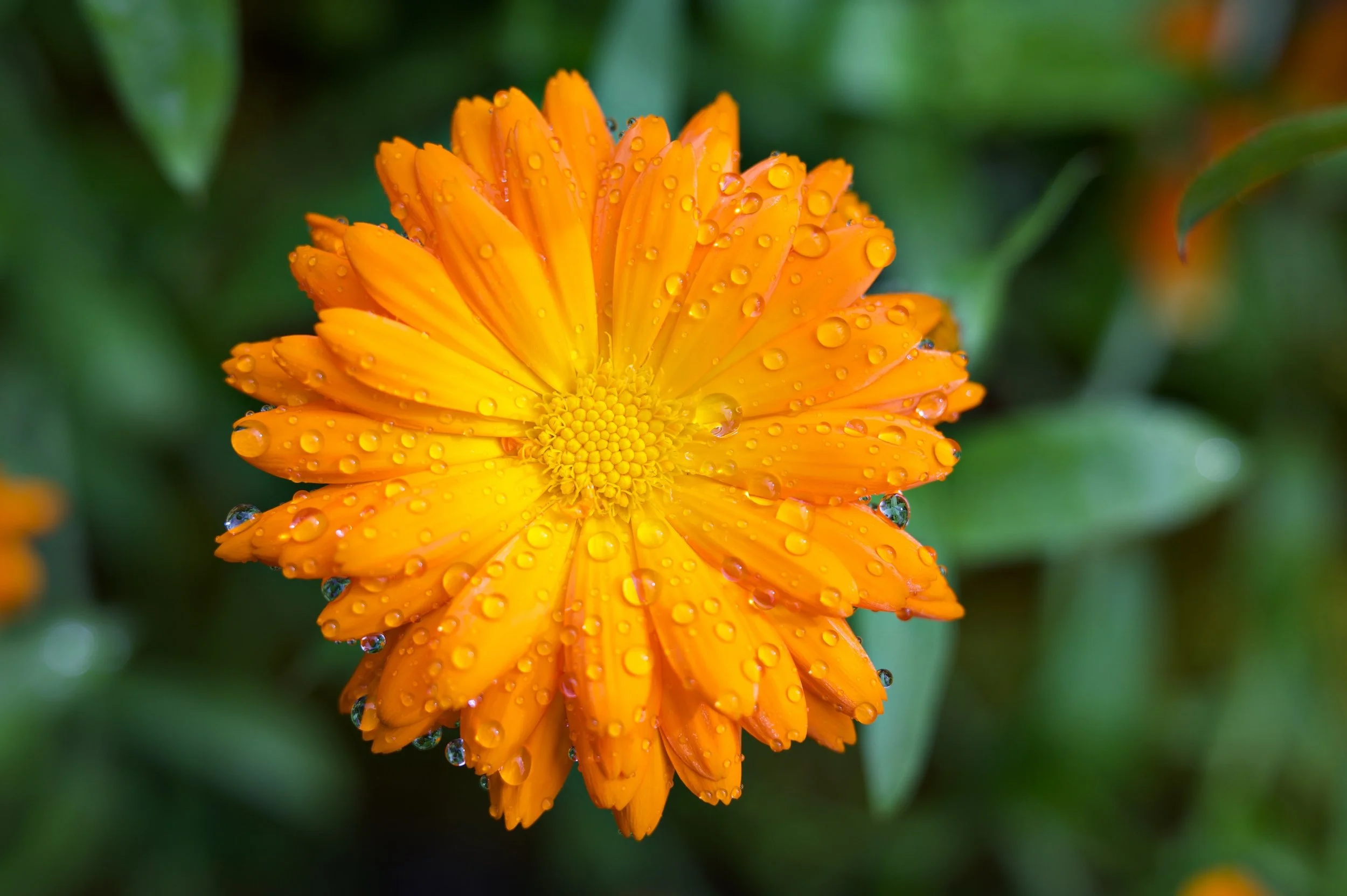 Orange Marigold Z62_1096_resize.jpg