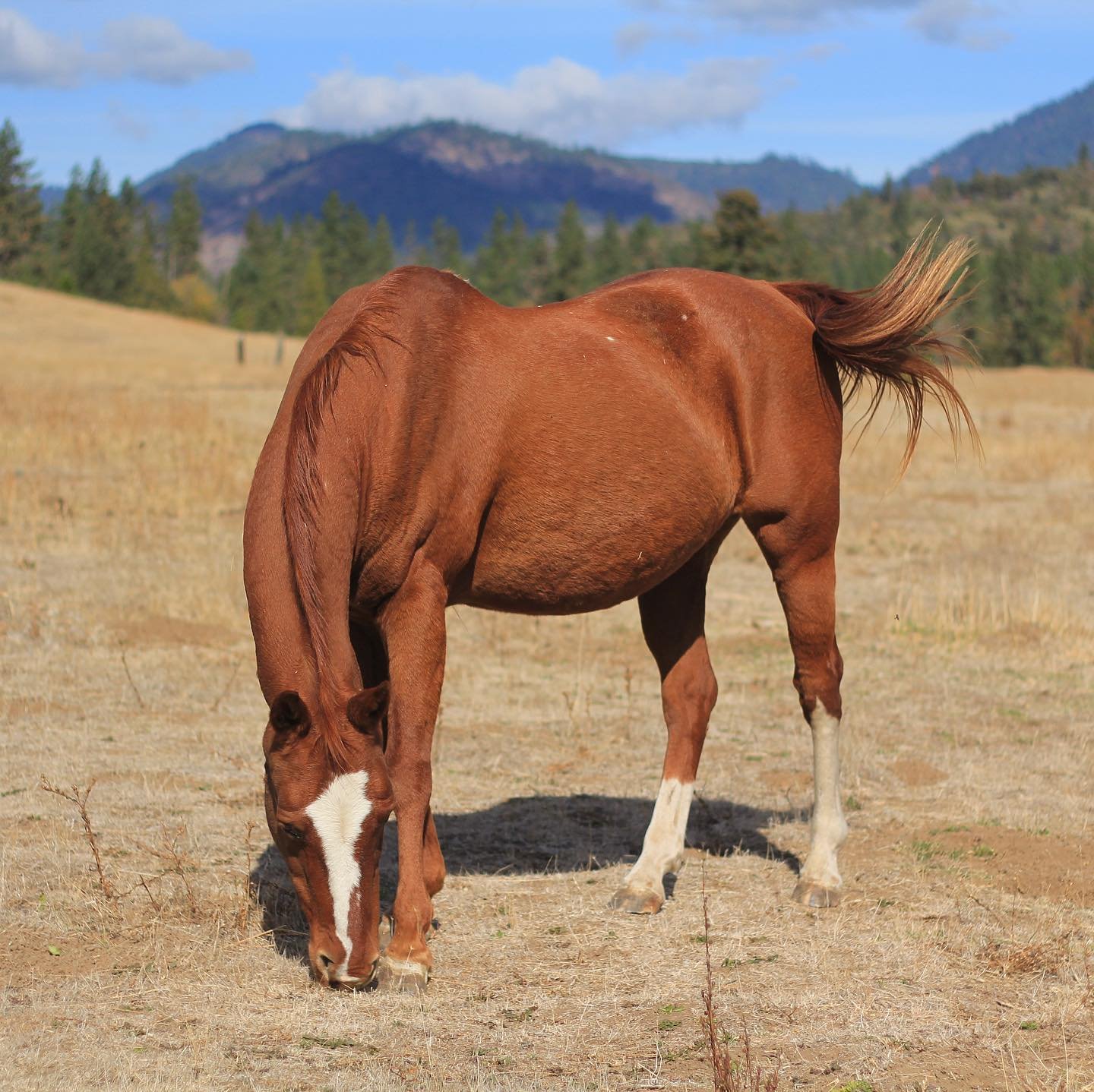 Unbridled Spirit.