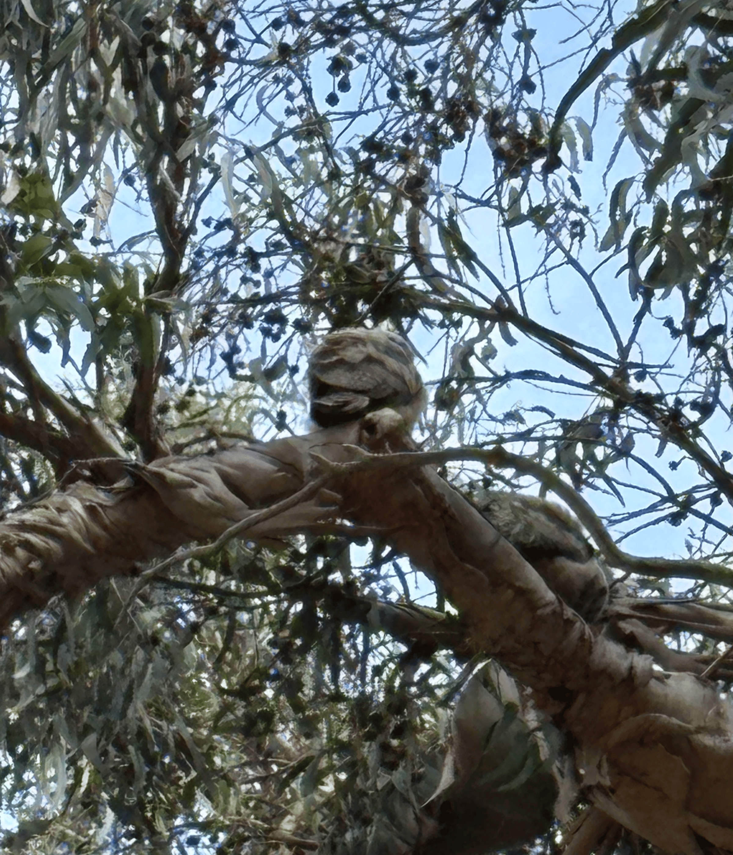 Owl in a tree.