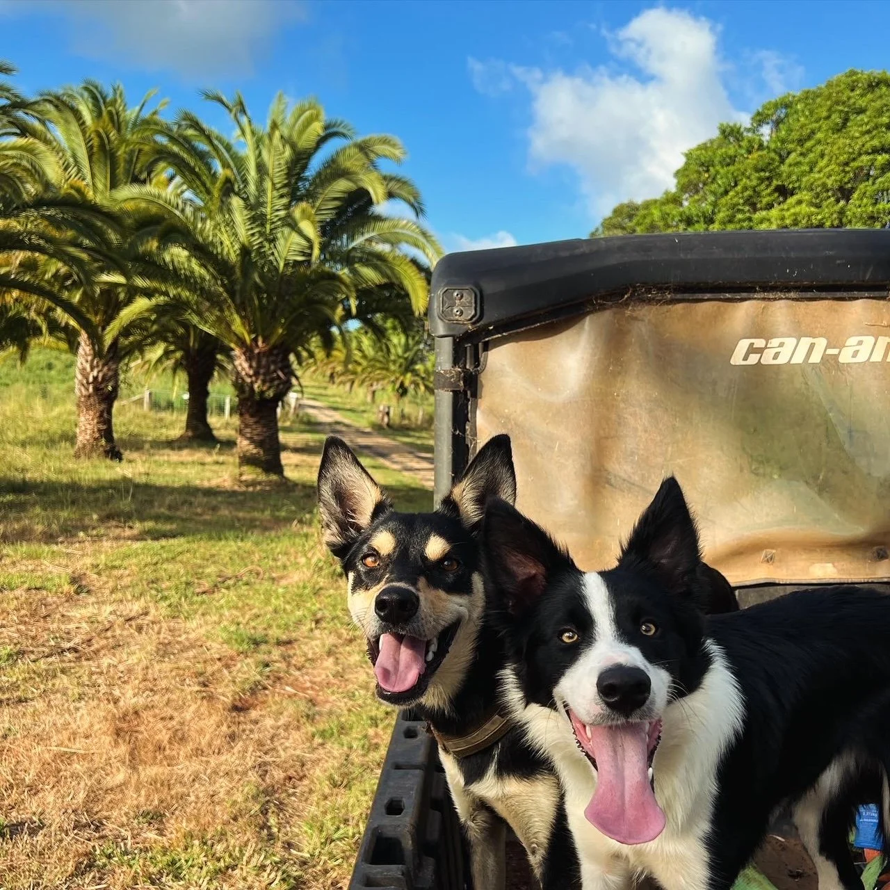 Pups and palms.jpg