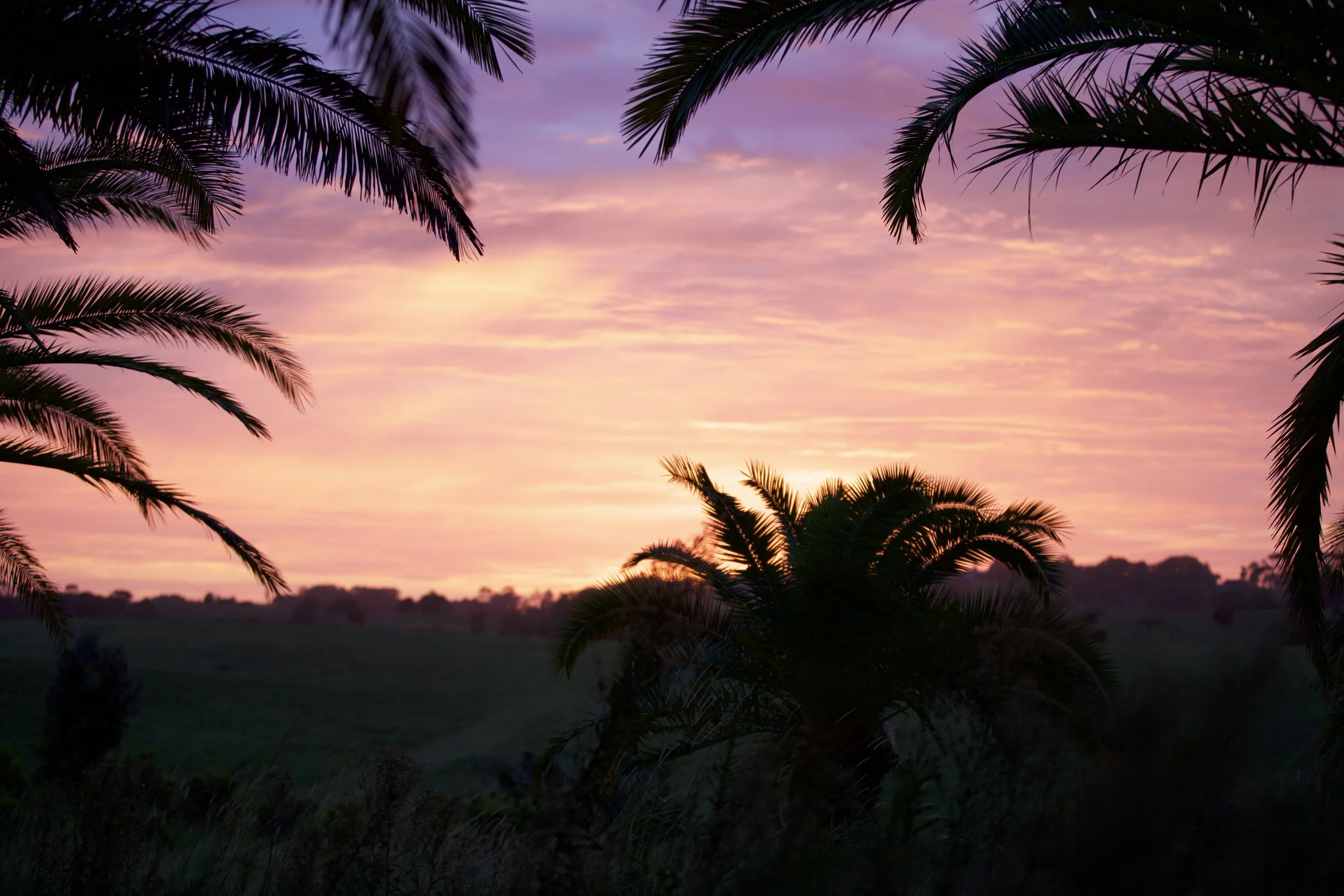 Sunset Palms.jpg