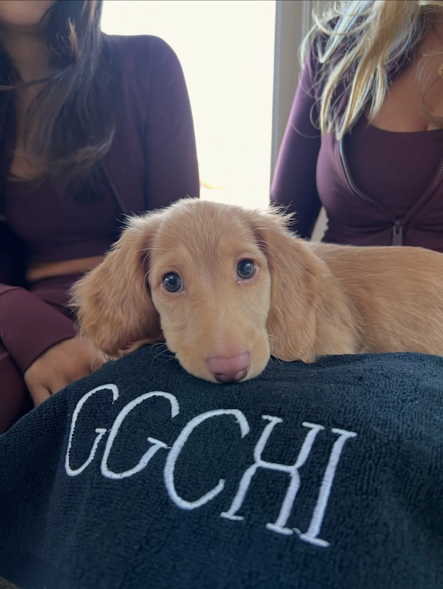 Dudley is obsessed with our super soft sweat towel 🤍
The perfect little essential to pop into your bag and bring to a workout, and puppies love it too 🤭