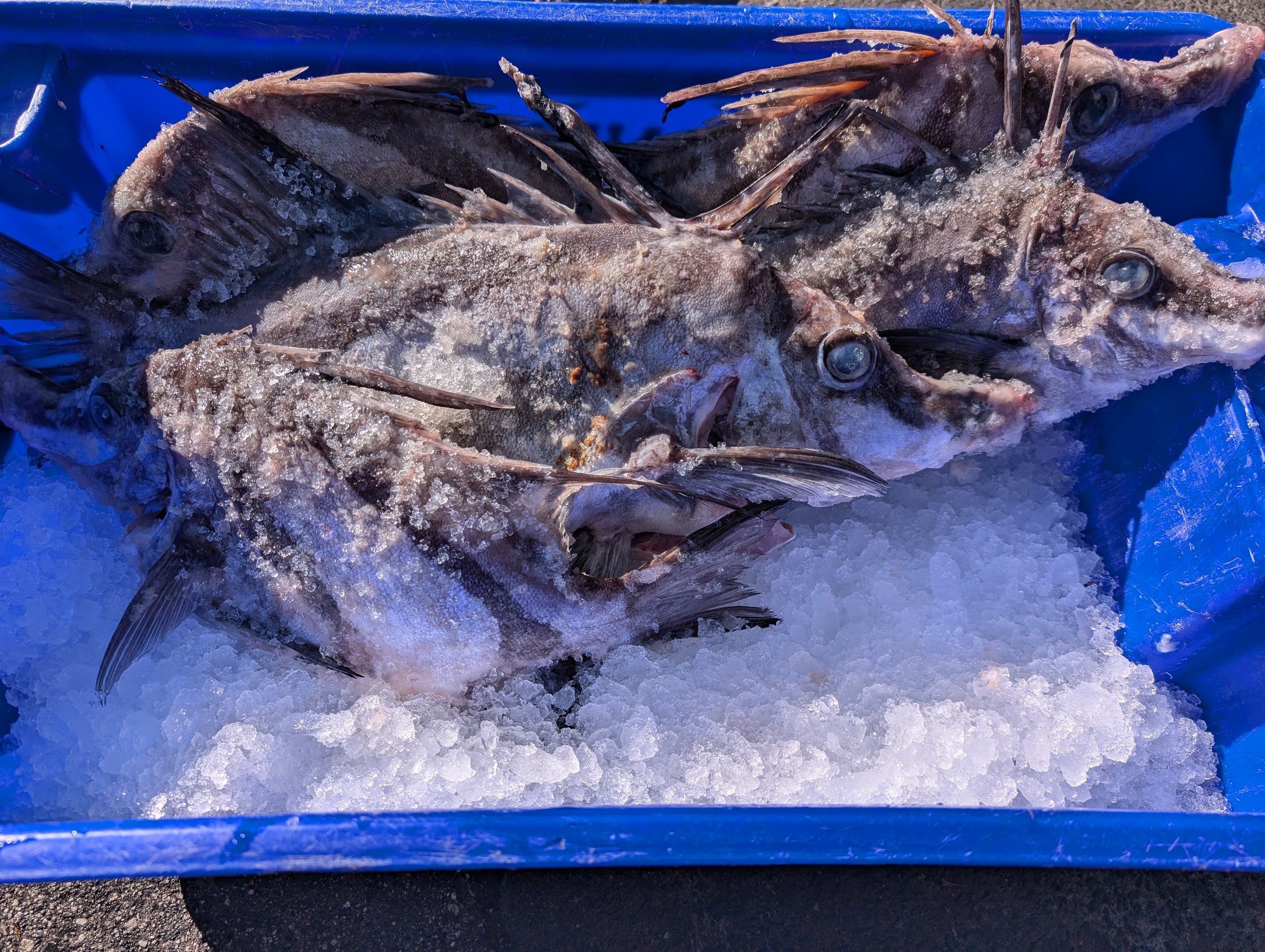 Team 1 — Strait off the boat