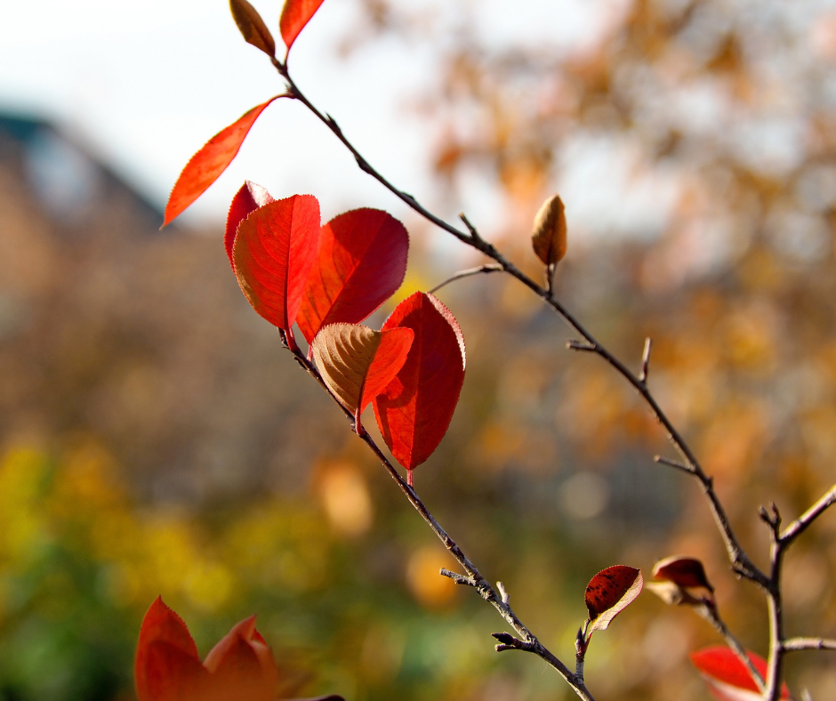 Meditazione e condivisione