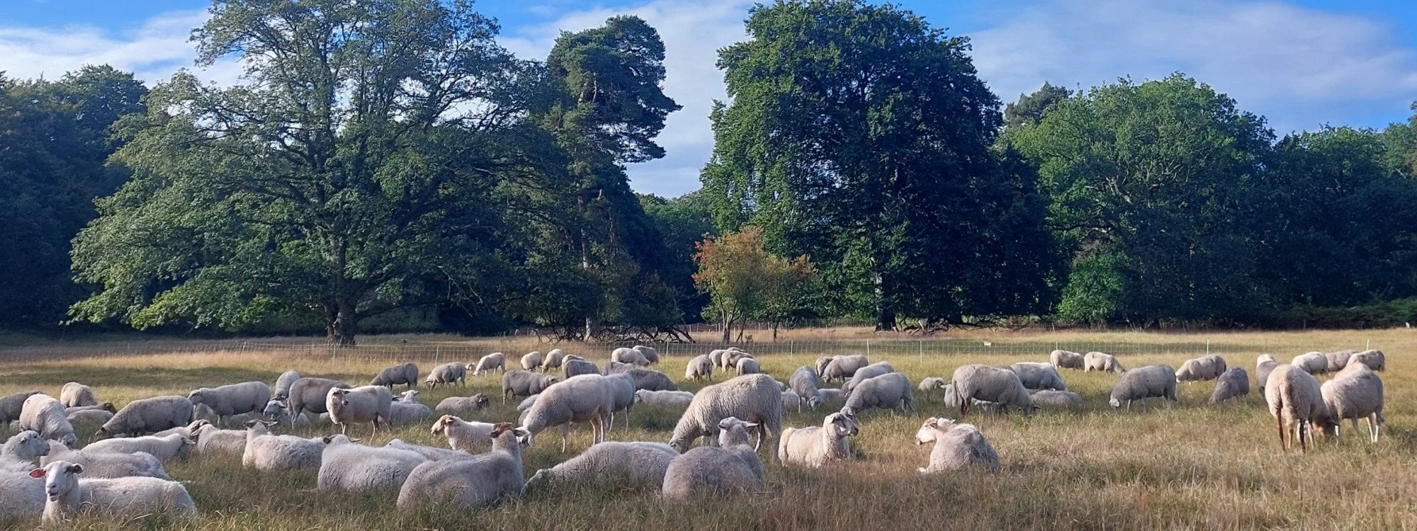 Een weiland met schapen die rusten, omringd door grote groene bomen en een deels bewolkte blauwe lucht.