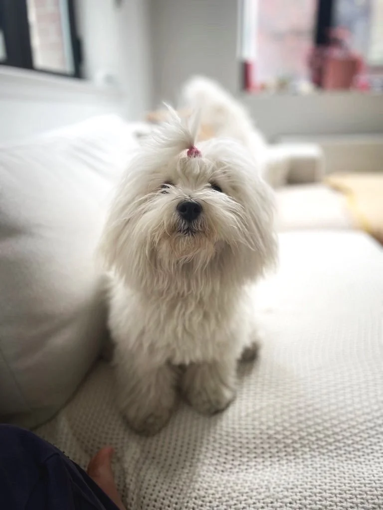 The Perfect Pooch NYC Dog Walking, Cat Sitting & More!