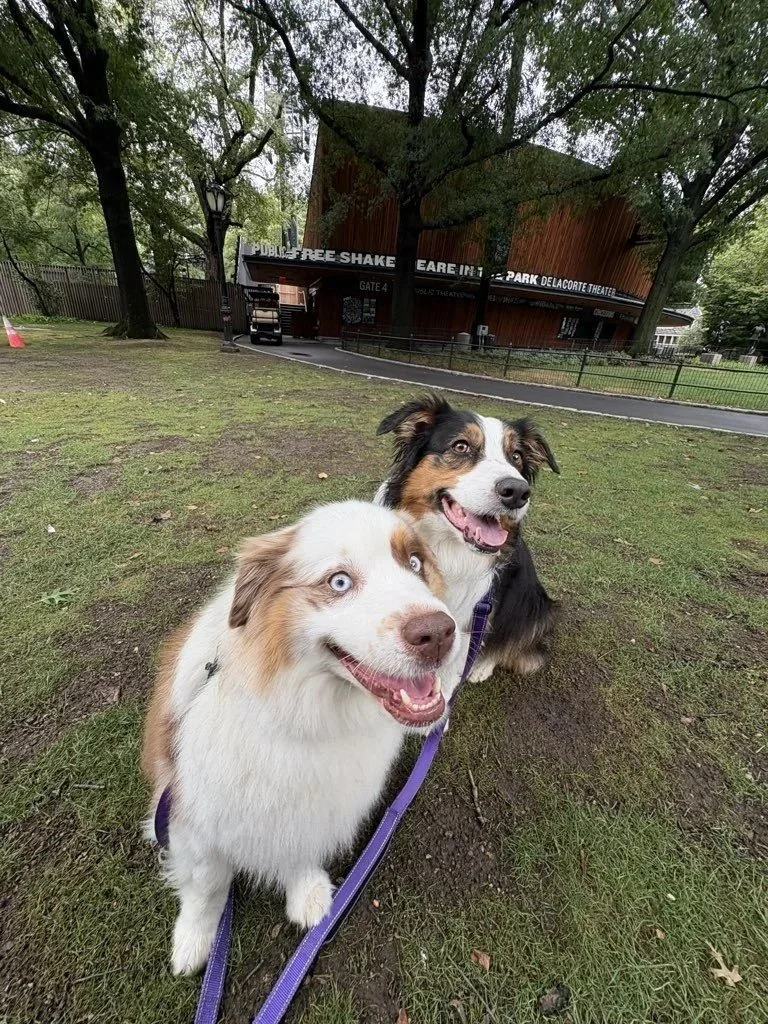 September Isn’t Just Back-to-School Season. Your Pet Feels It Too!