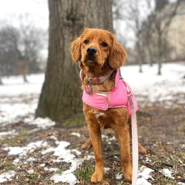 The Perfect Pooch NYC Dog Walking, Cat Sitting & More!