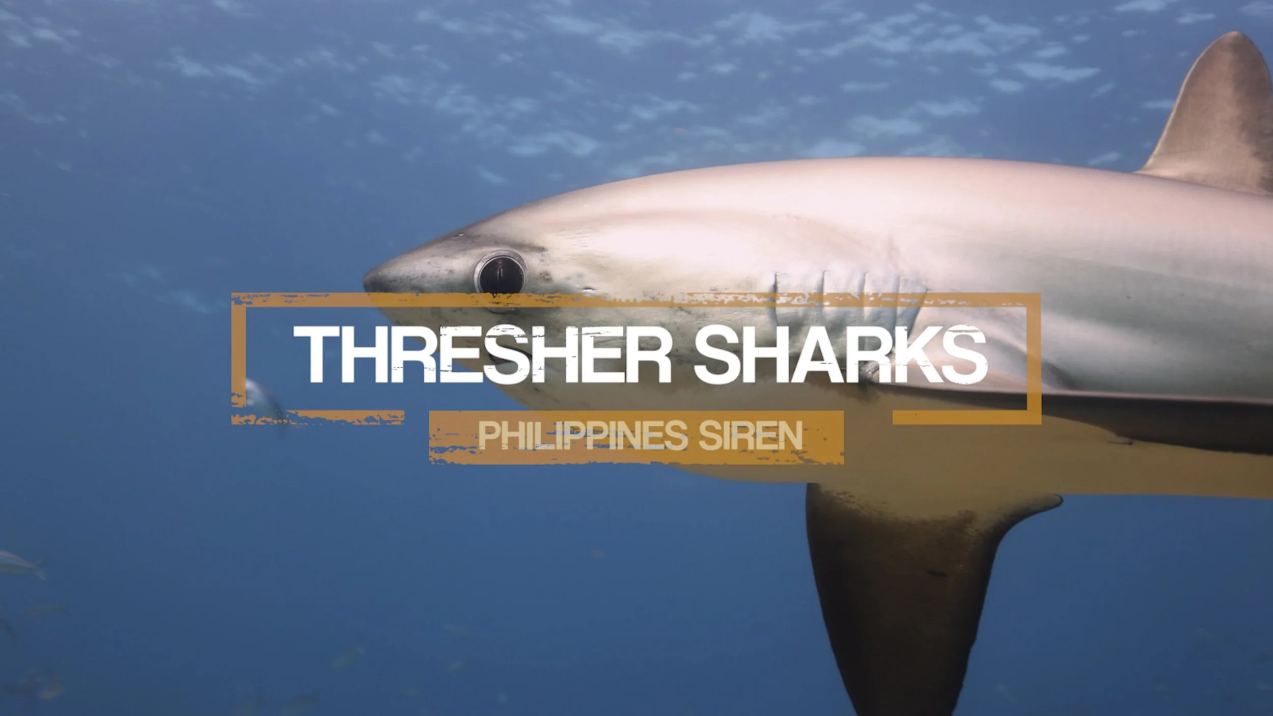 Philippines Siren - Main Movie.00_23_54_23.Still005.jpg