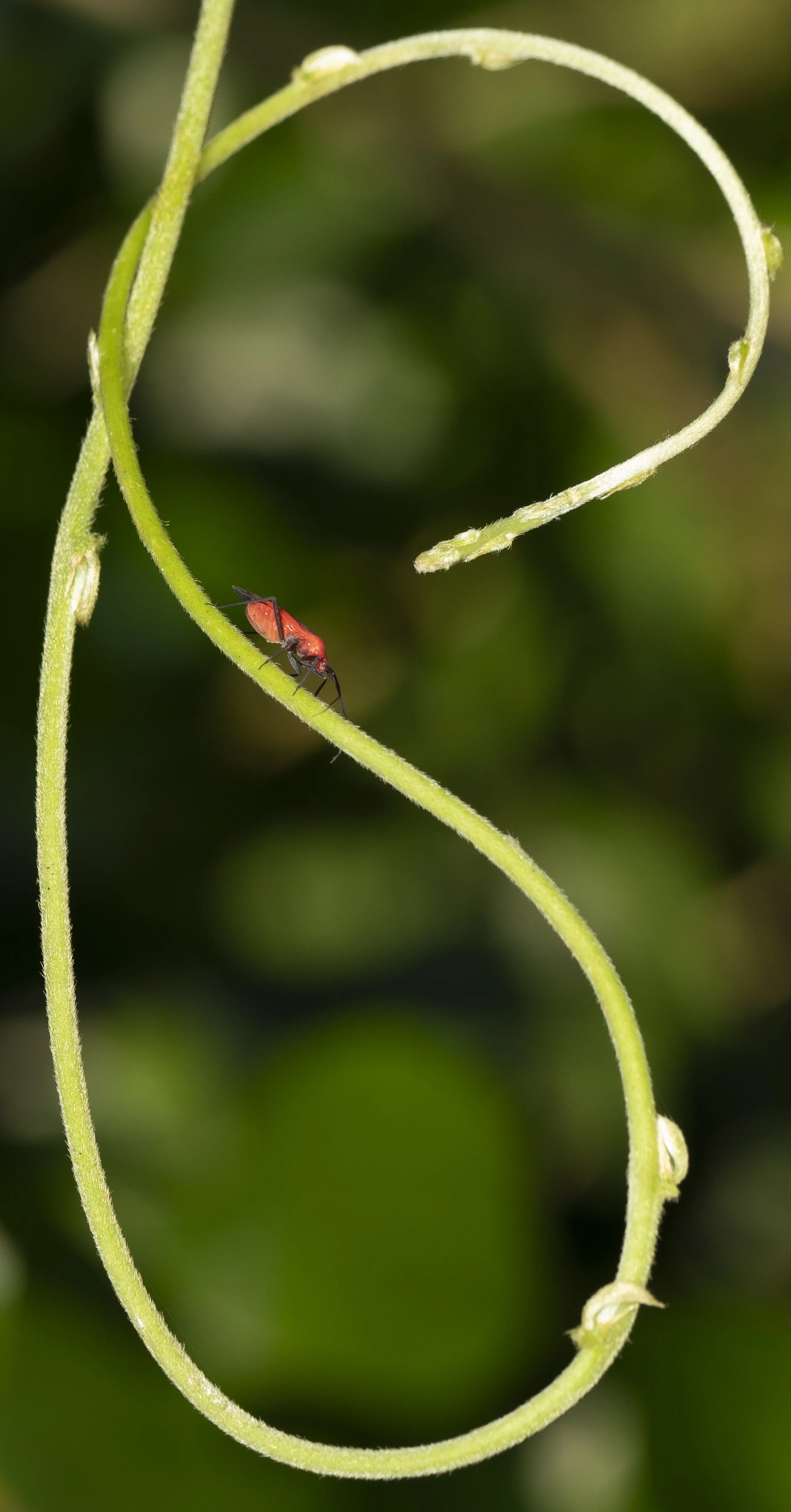 008-RedBugFigure8.jpg
