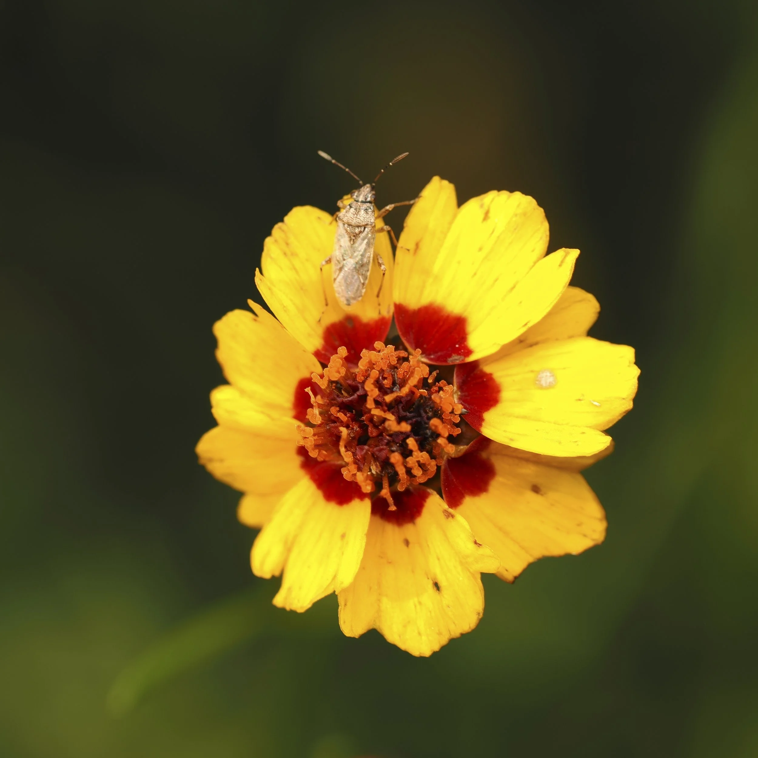 Flower04.jpg