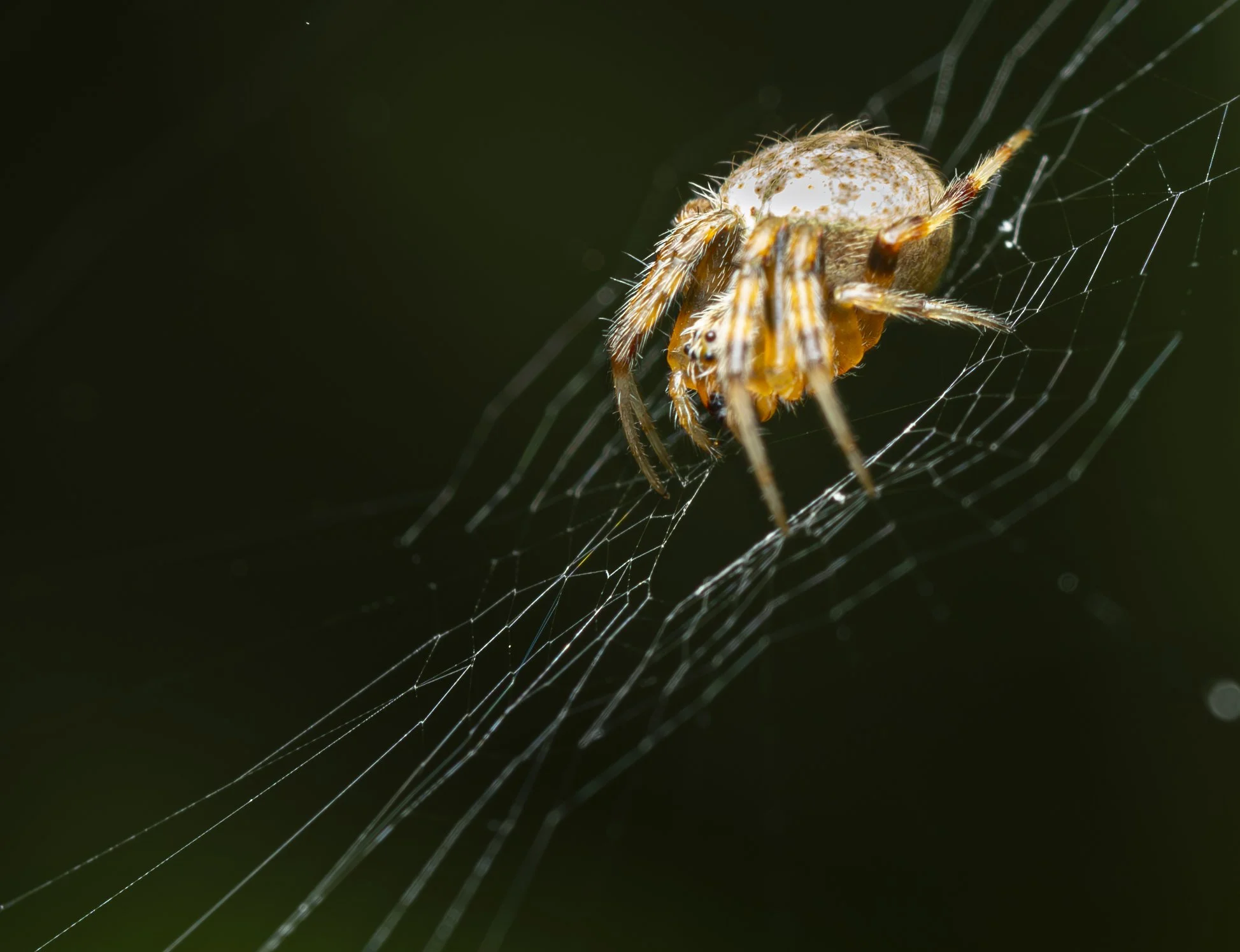 006-CoolSpiderInWeb.jpg
