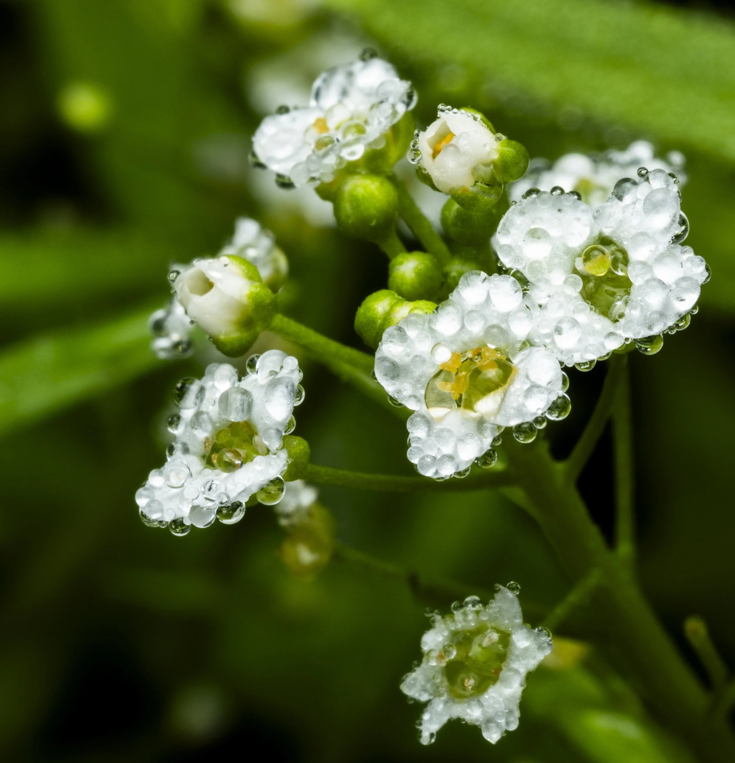 004-WhiteFlowerDroplets.jpg