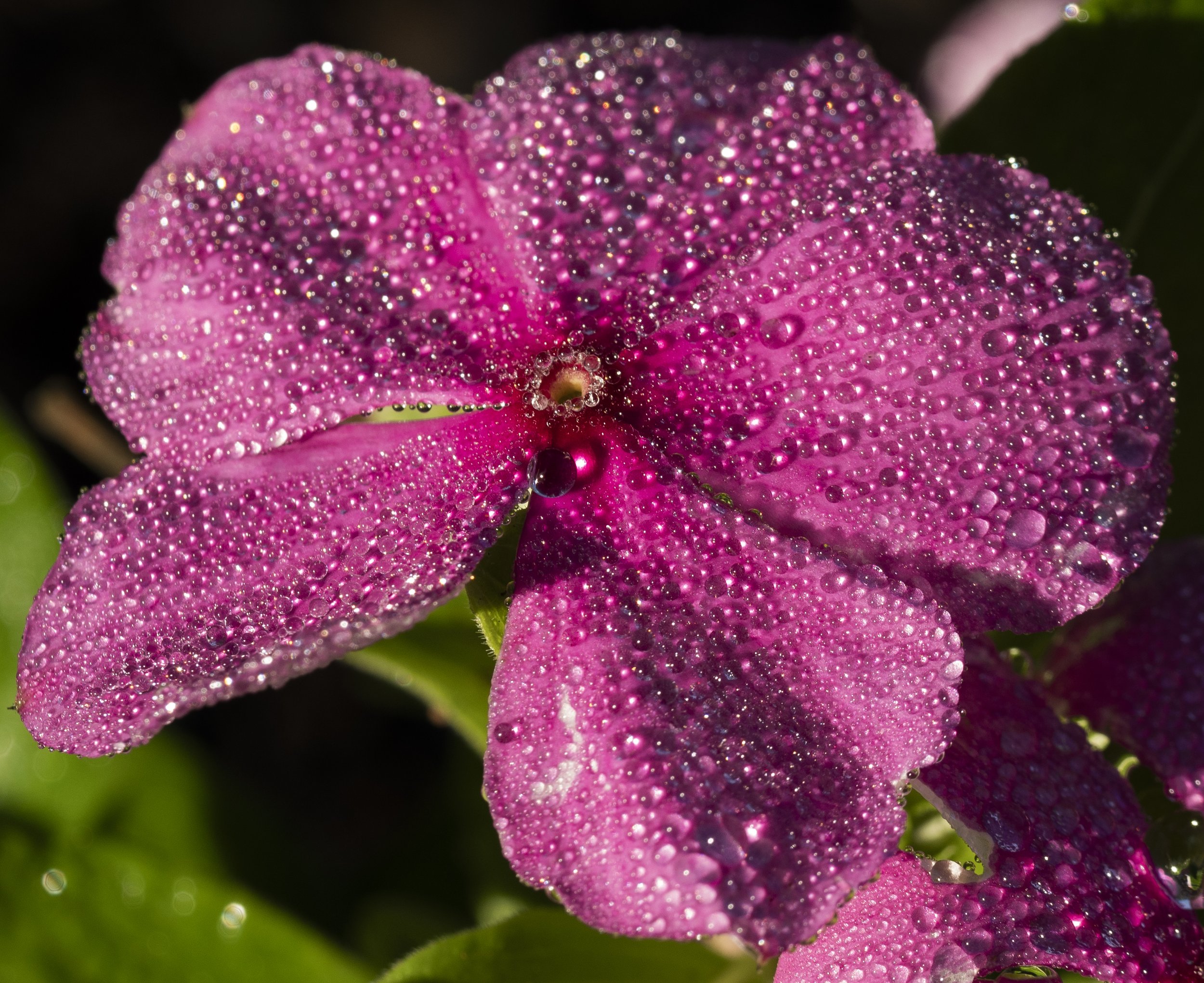 010-FlowerDroplets.jpg