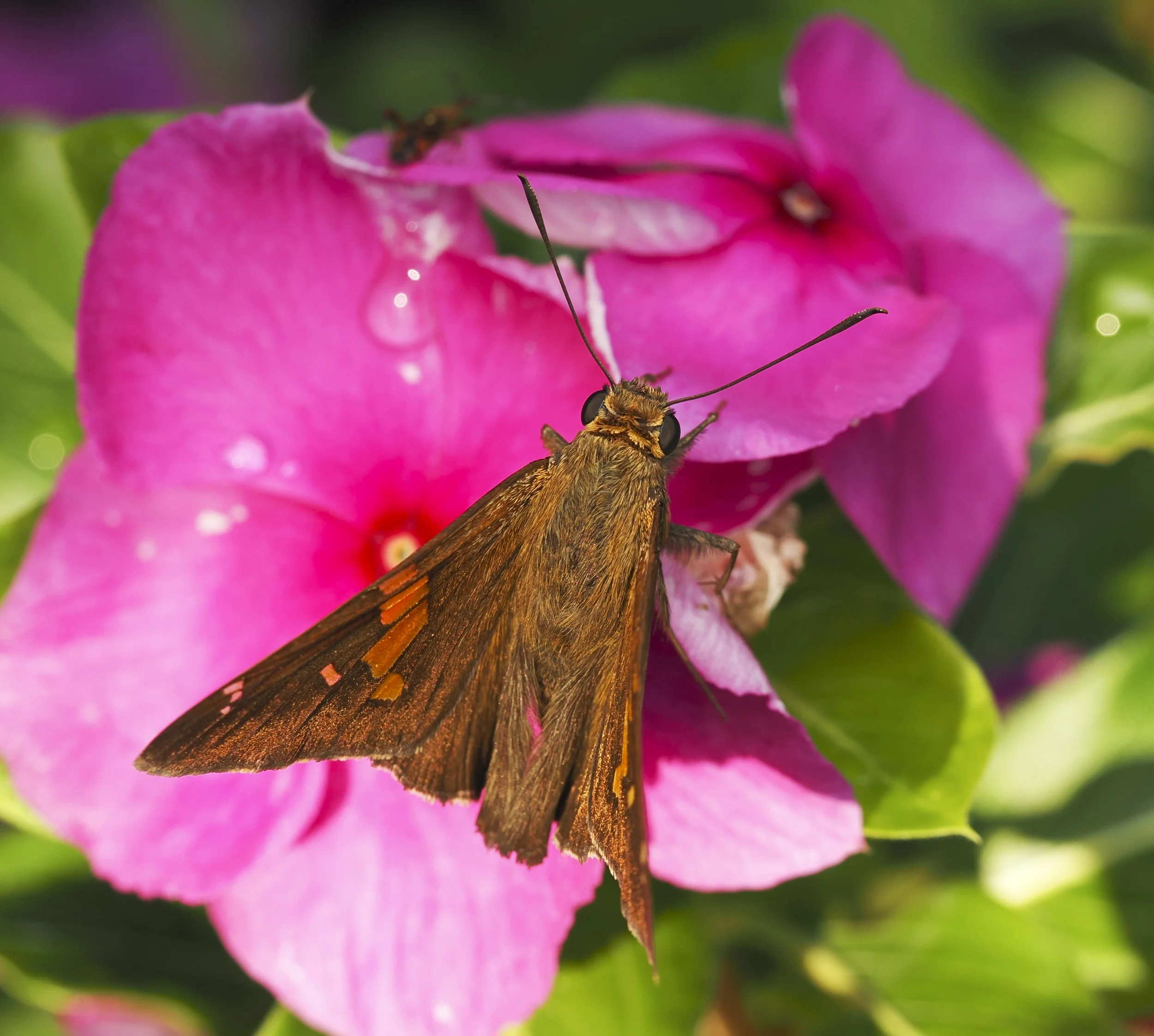 SilverSpottedSkipper03.jpg
