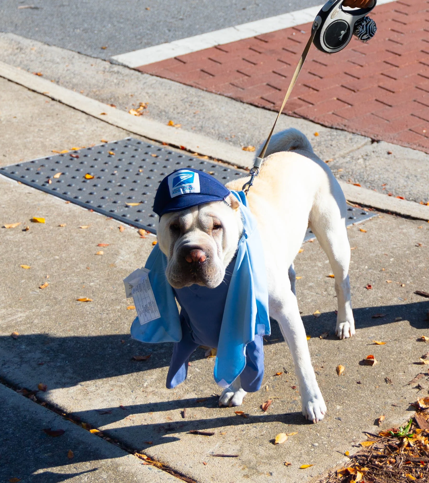postaldoggo.jpg