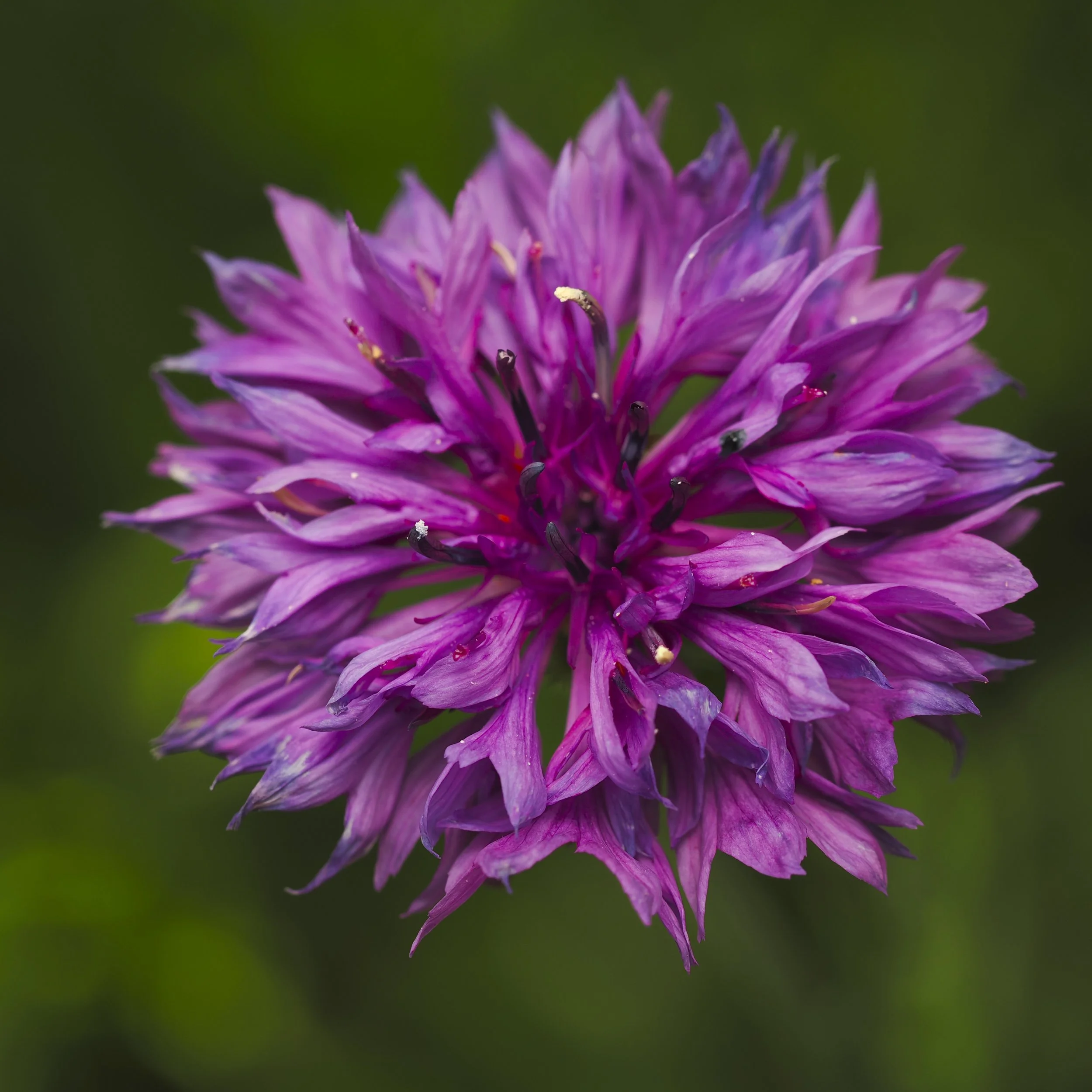 Flower02.jpg
