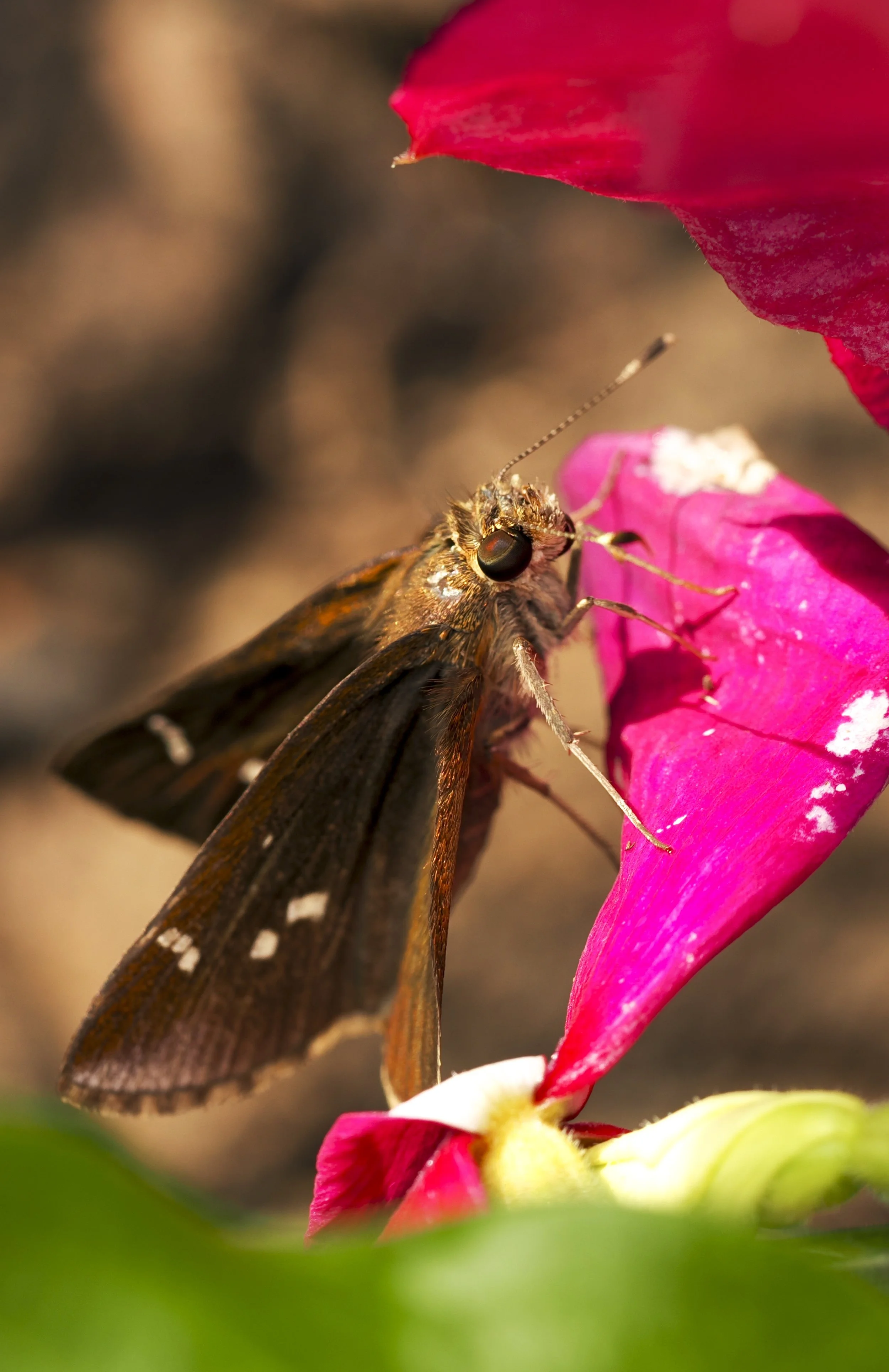 SilverSpottedSkipper02.jpg