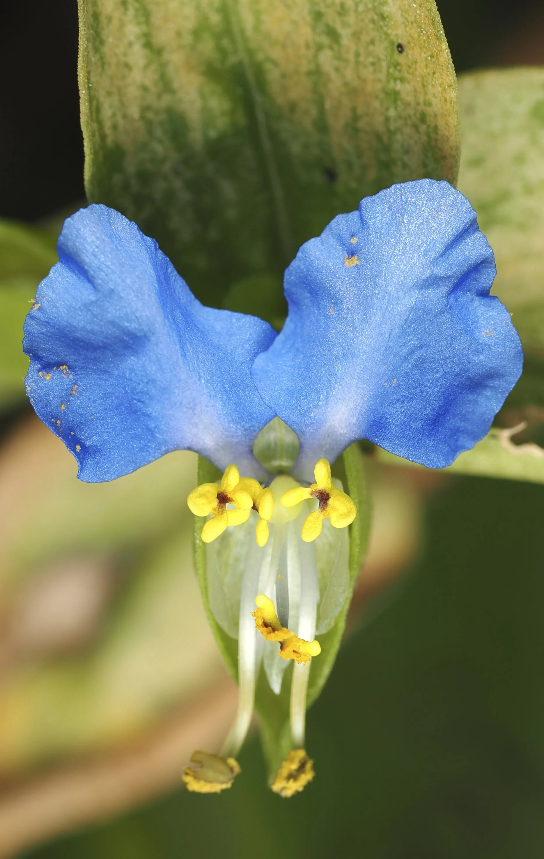 AsiaticDayflower.jpg
