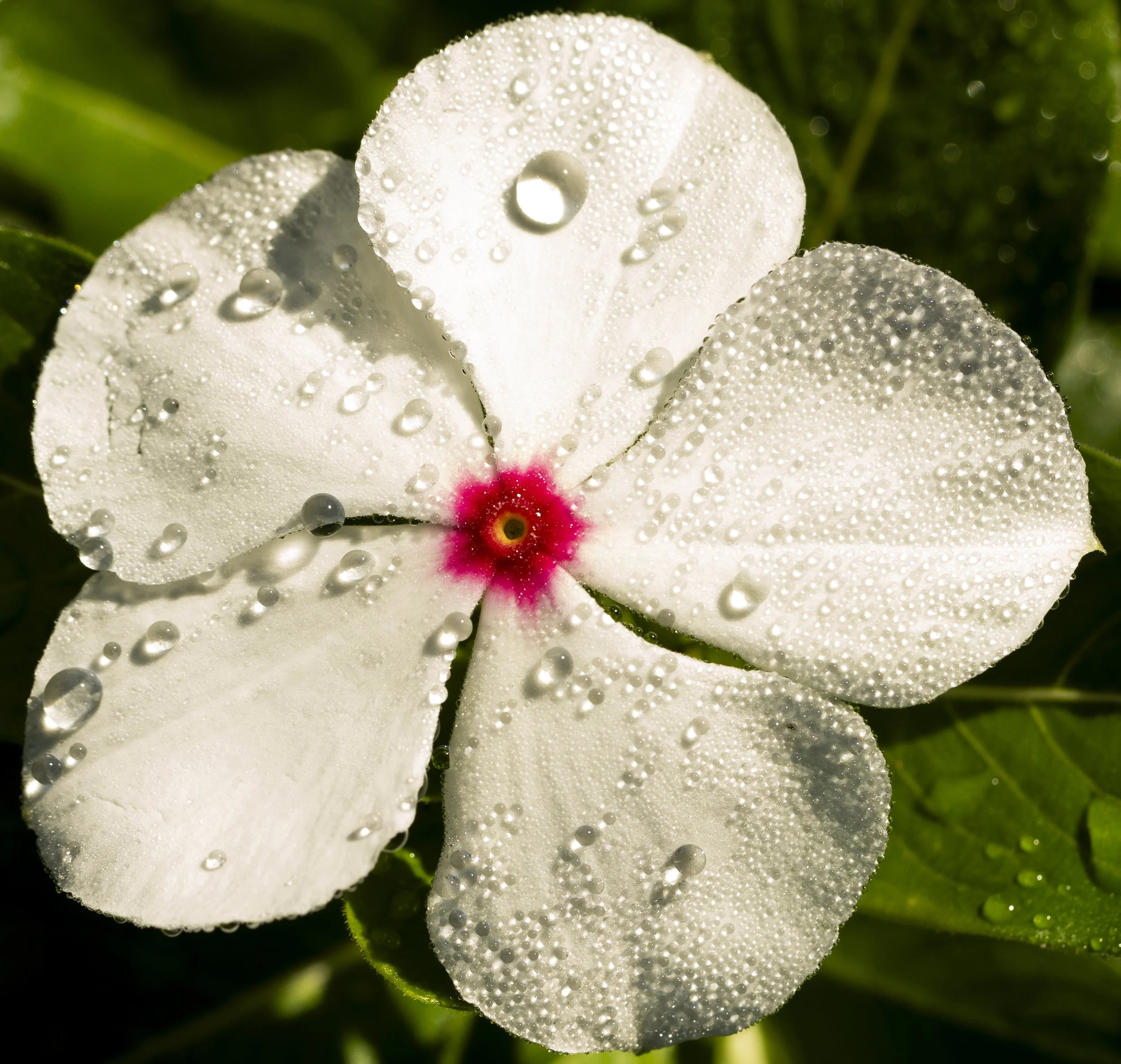 012-WhiteFlowerDroplets.jpg