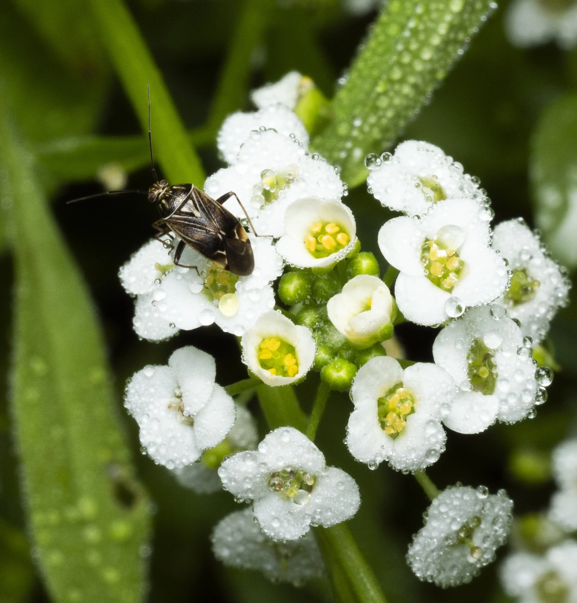 003-Bug3.jpg