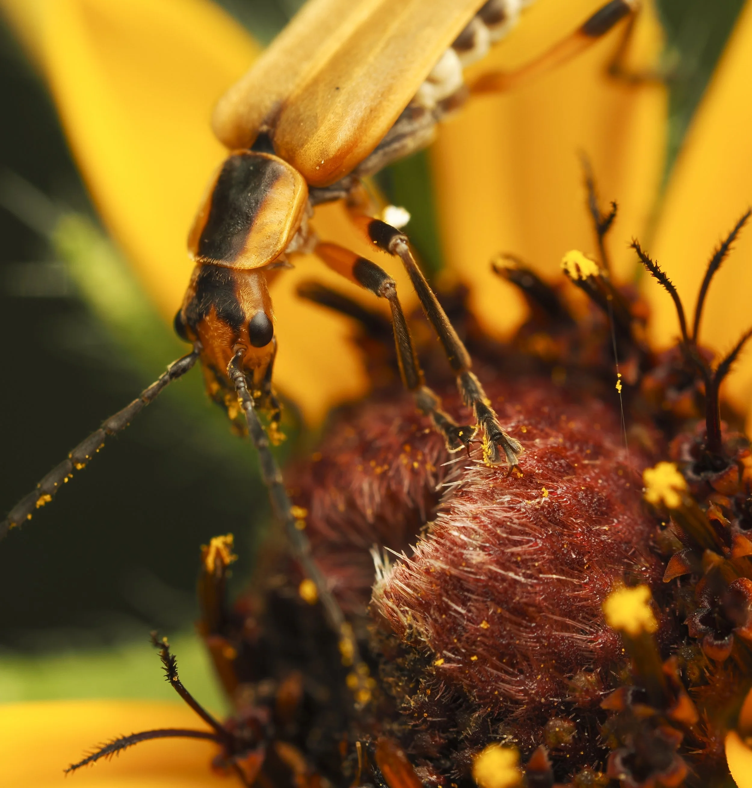 GoldenrodSoldierBeetle04.jpg