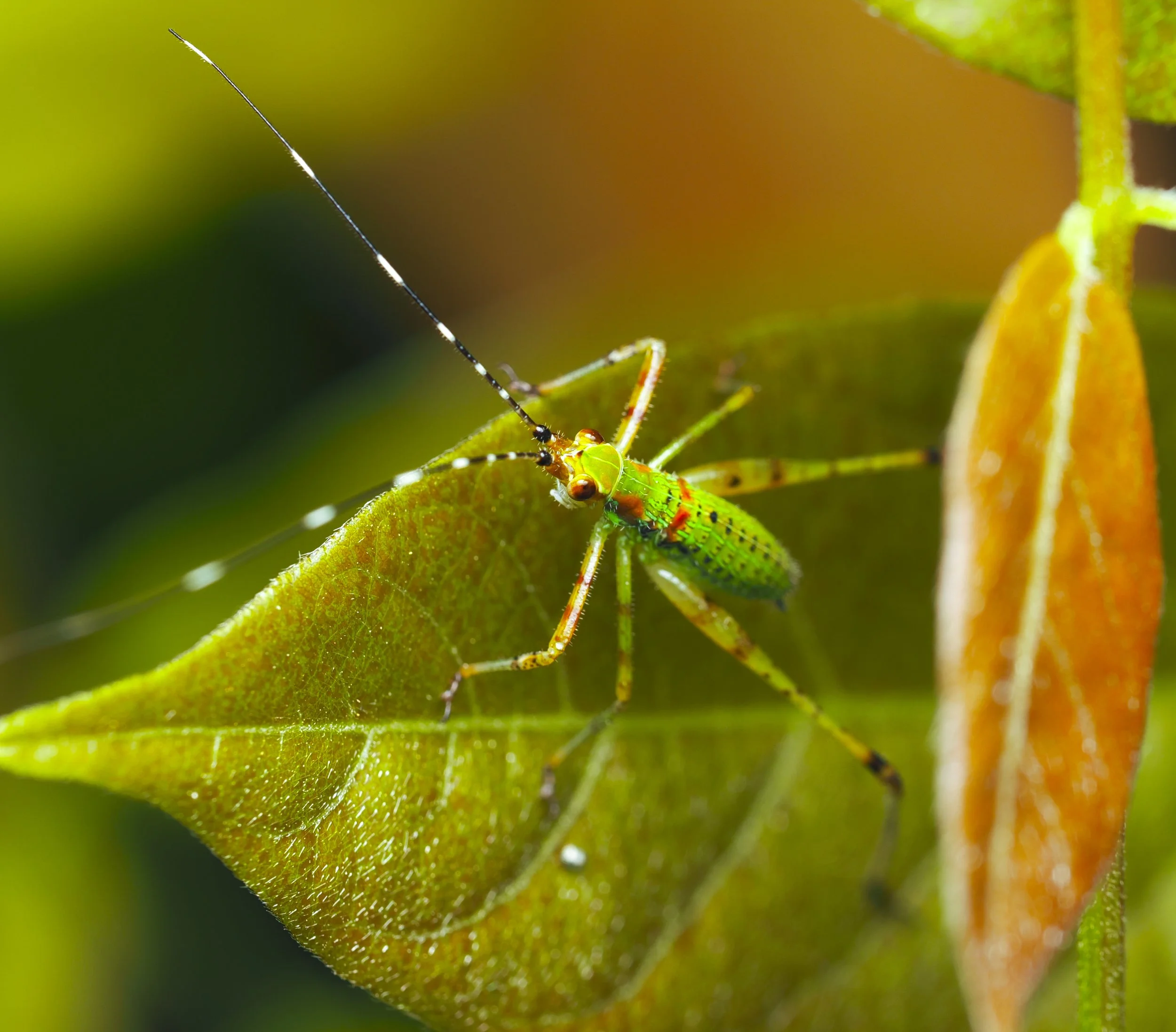 KatydidNymph.jpg