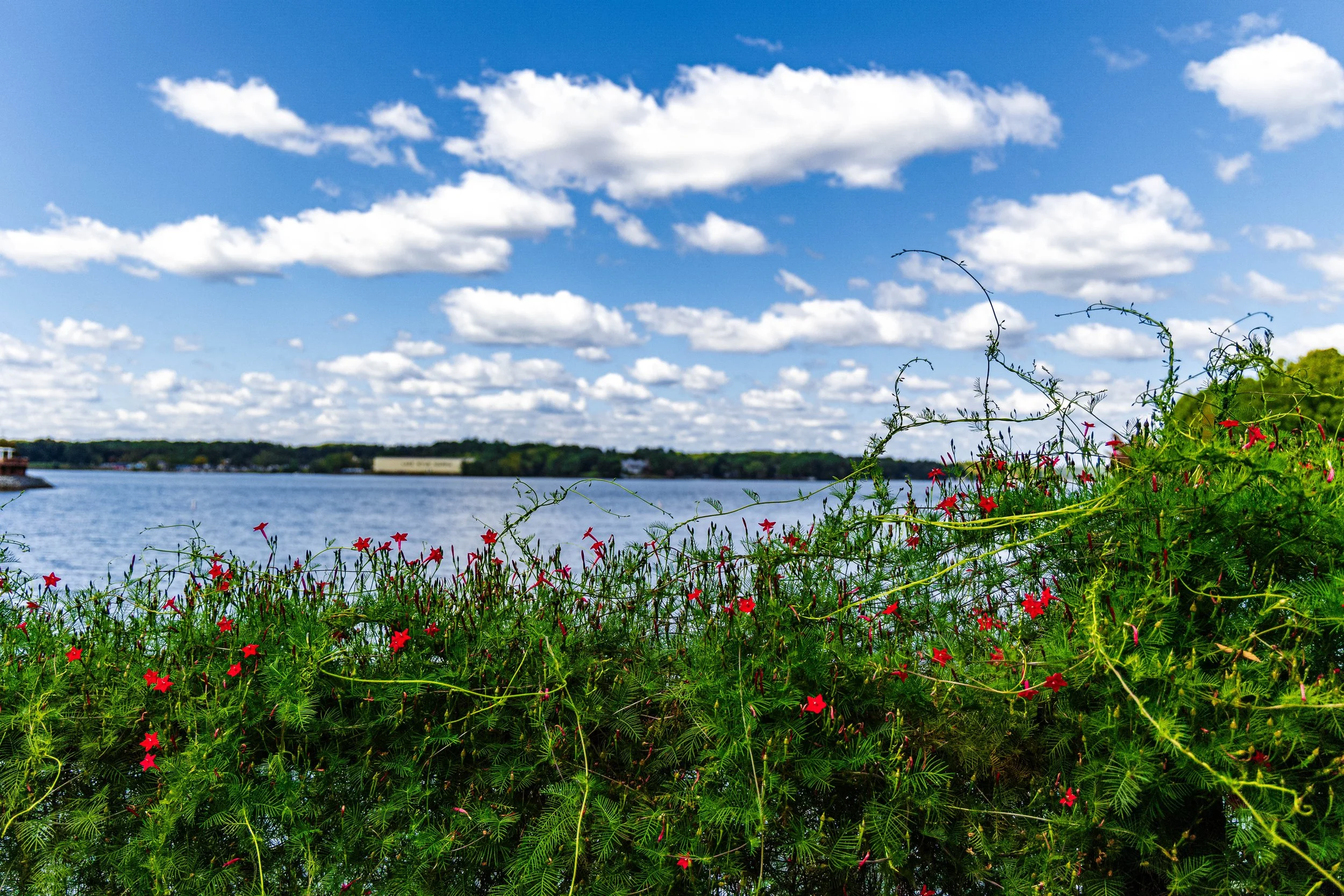 LakeCloudsFlowers.jpg
