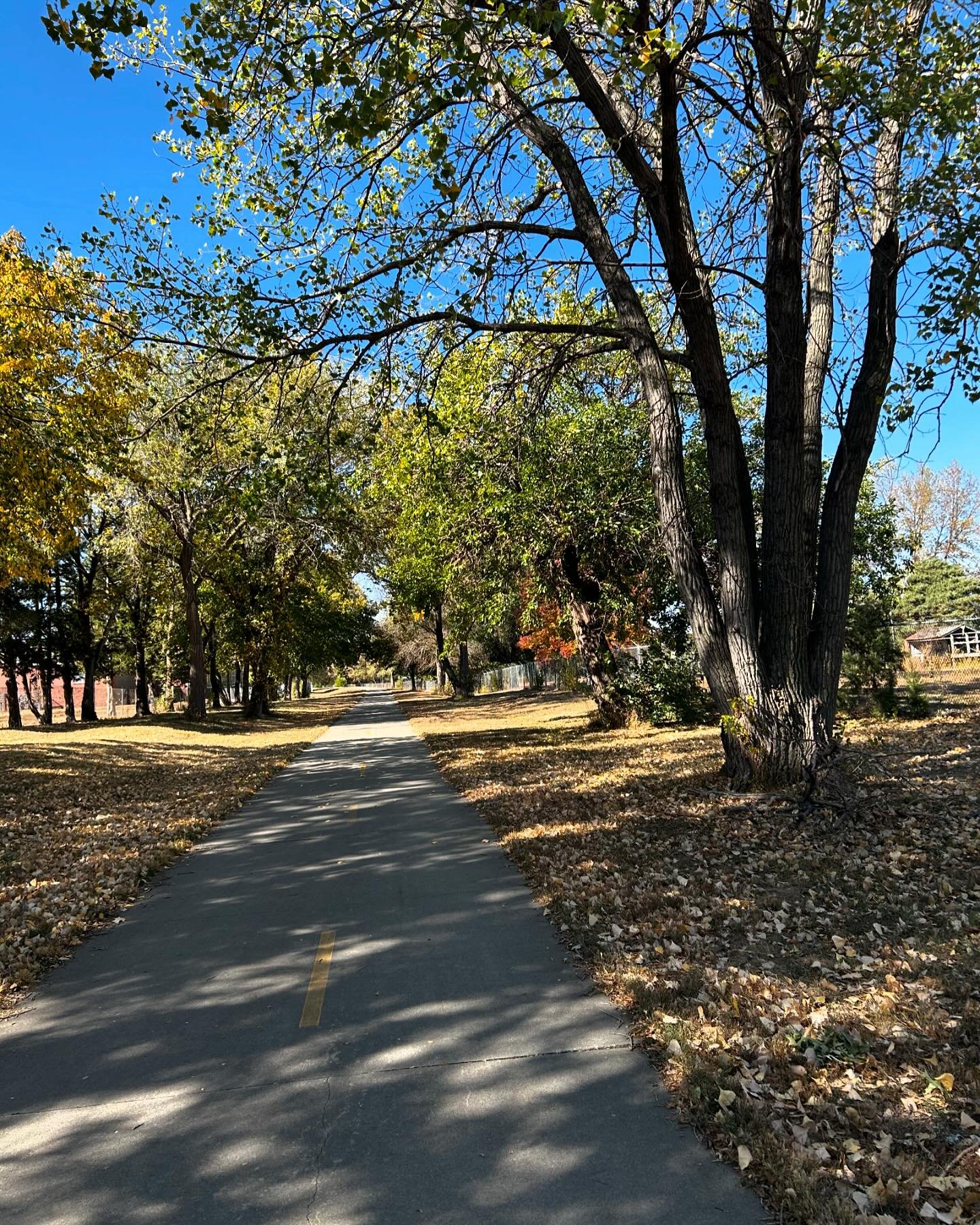 50 degrees and falling leaves&hellip;yep, autumn is here 🍂🍁🎃