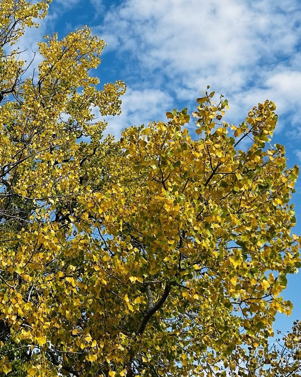 As I was walking this morning, an older woman pointed up and said &ldquo;isn&rsquo;t that gorgeous?&rdquo; I looked up and realized I&rsquo;d been so lost in thought, I&rsquo;d almost missed it!
