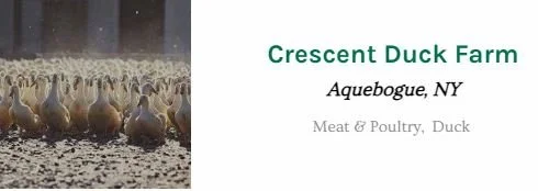 cresent duck.JPG